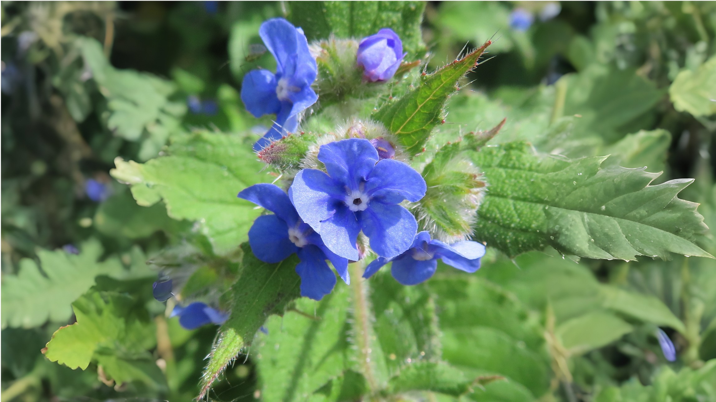 11-Jan January's Wild Flowers Section Image