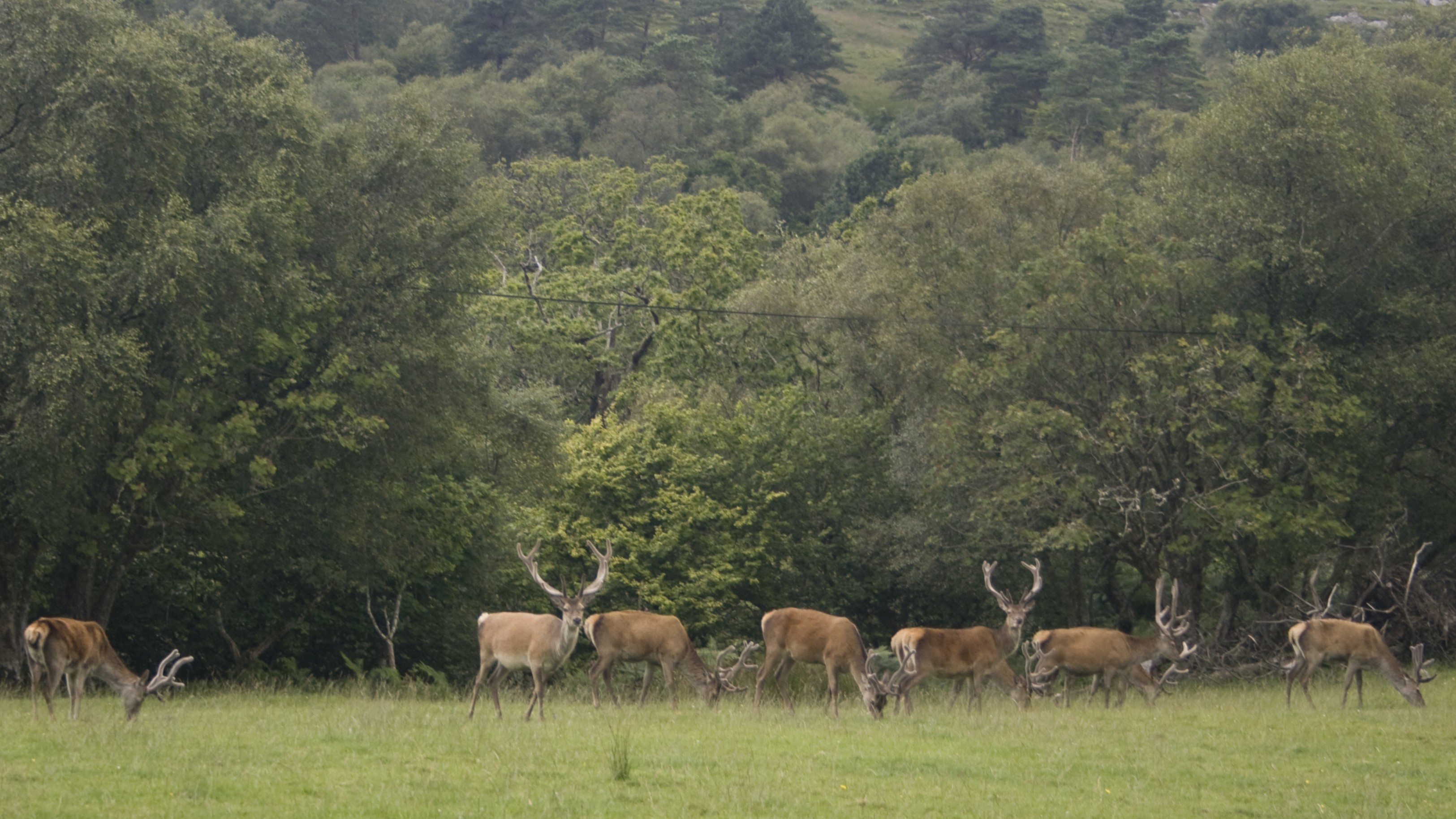 06-Apr April’s Gentle Giants Section Image