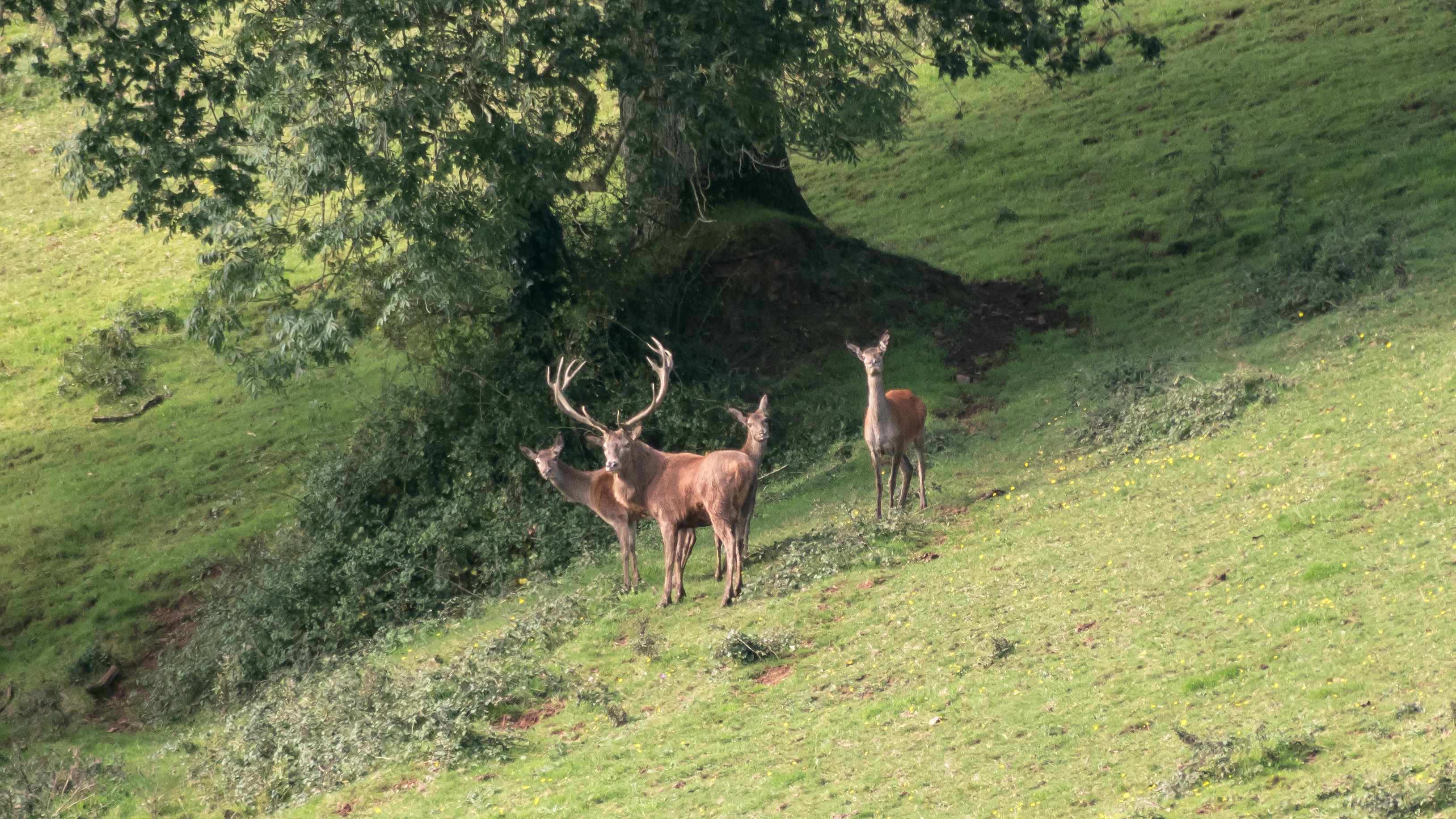 06-Apr April’s Gentle Giants Section Image
