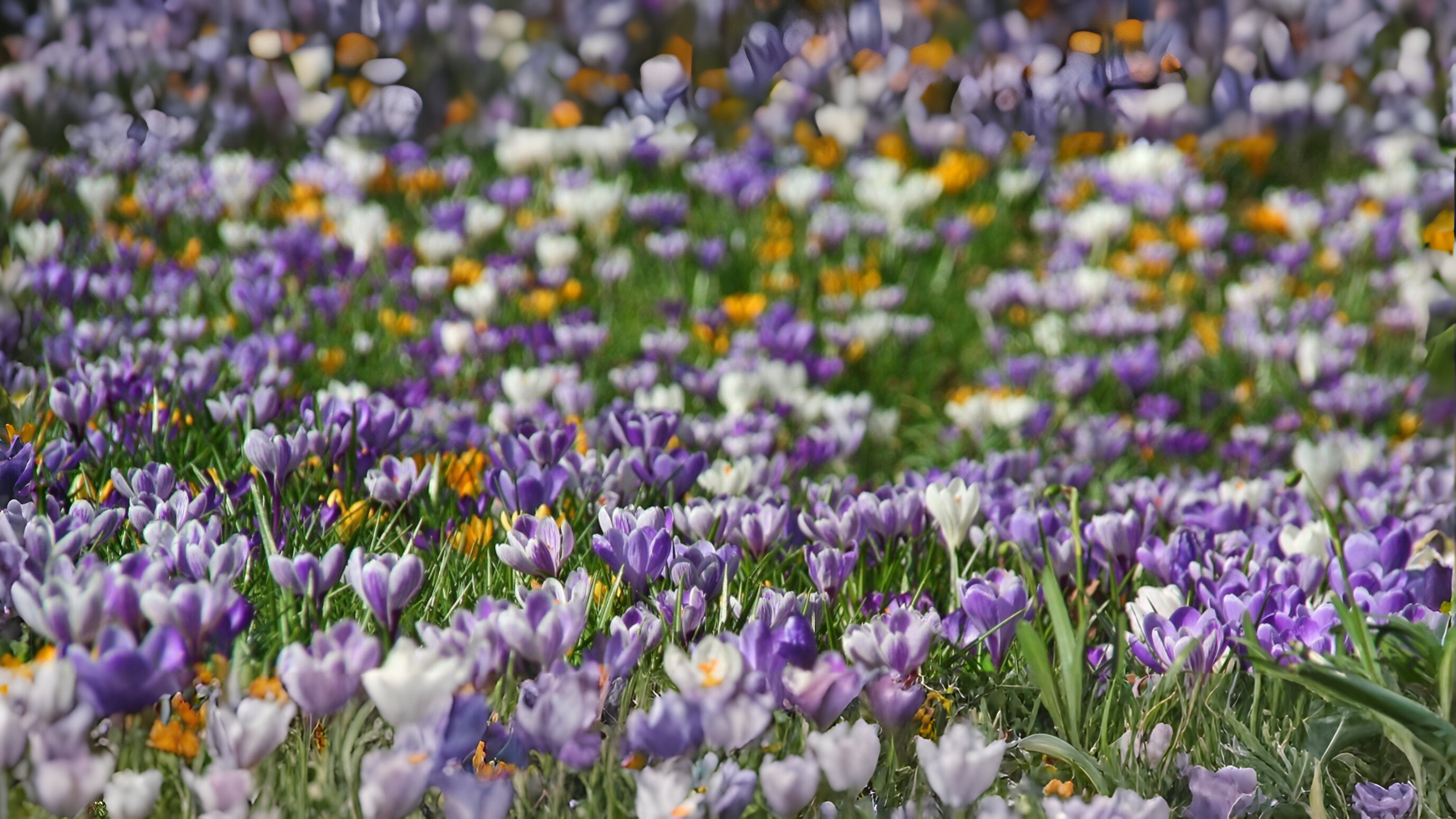 06-Feb The Vibrant World of Crocuses Section Image