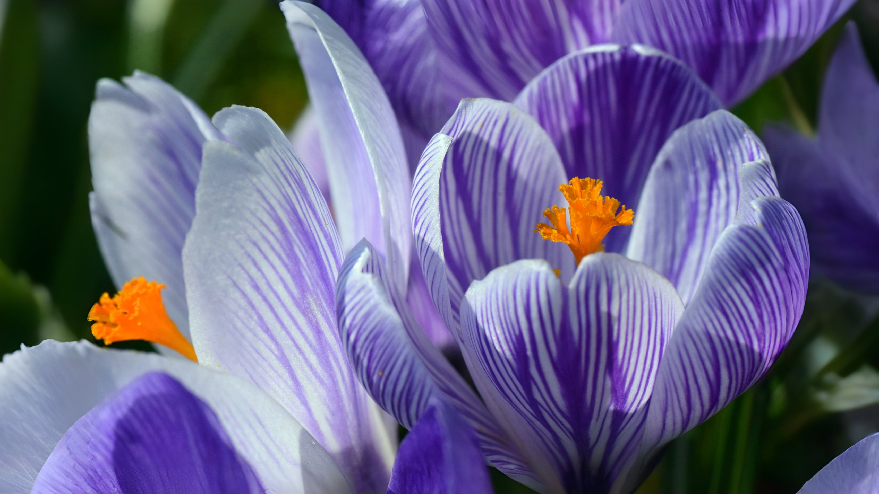 06-Feb The Vibrant World of Crocuses Section Image