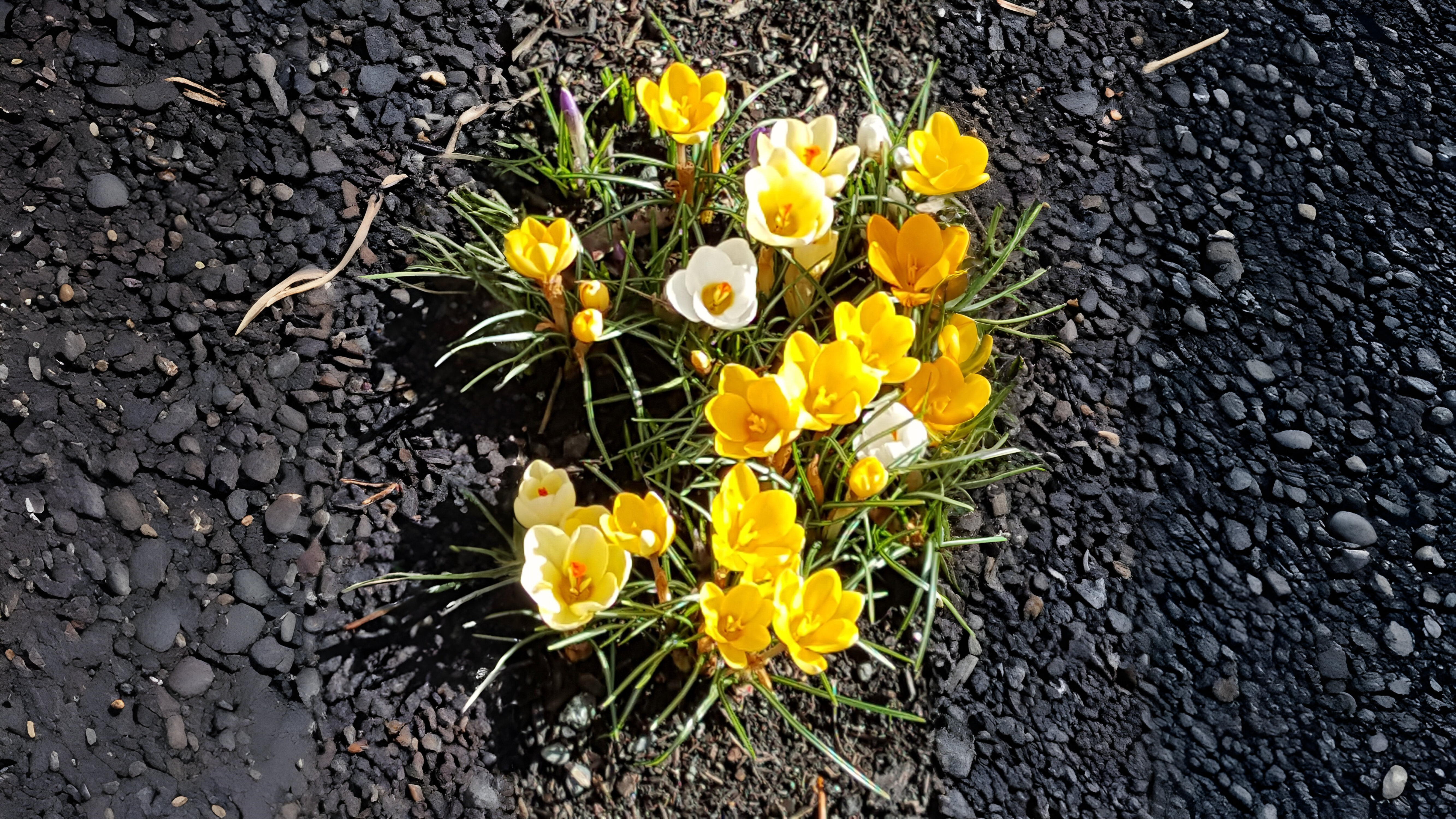 06-Feb The Vibrant World of Crocuses Section Image