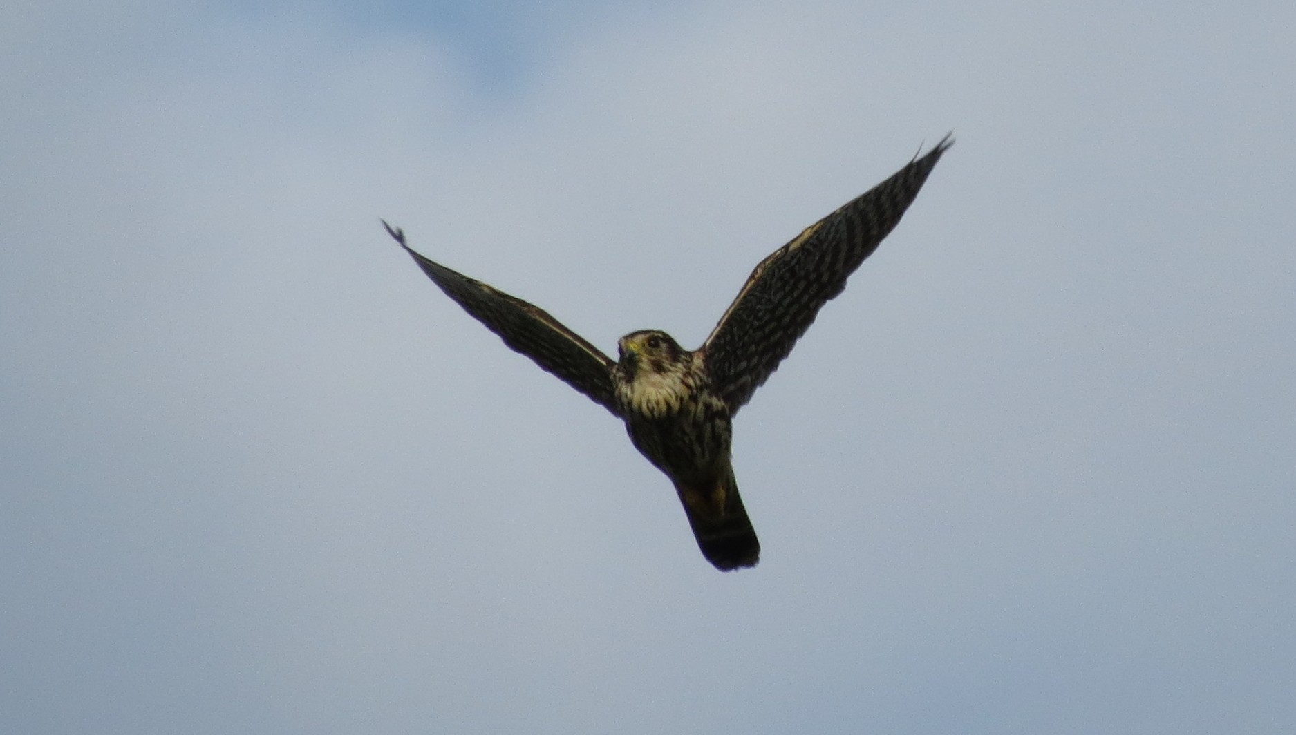 02-Jan Birdwatching in January Section Image