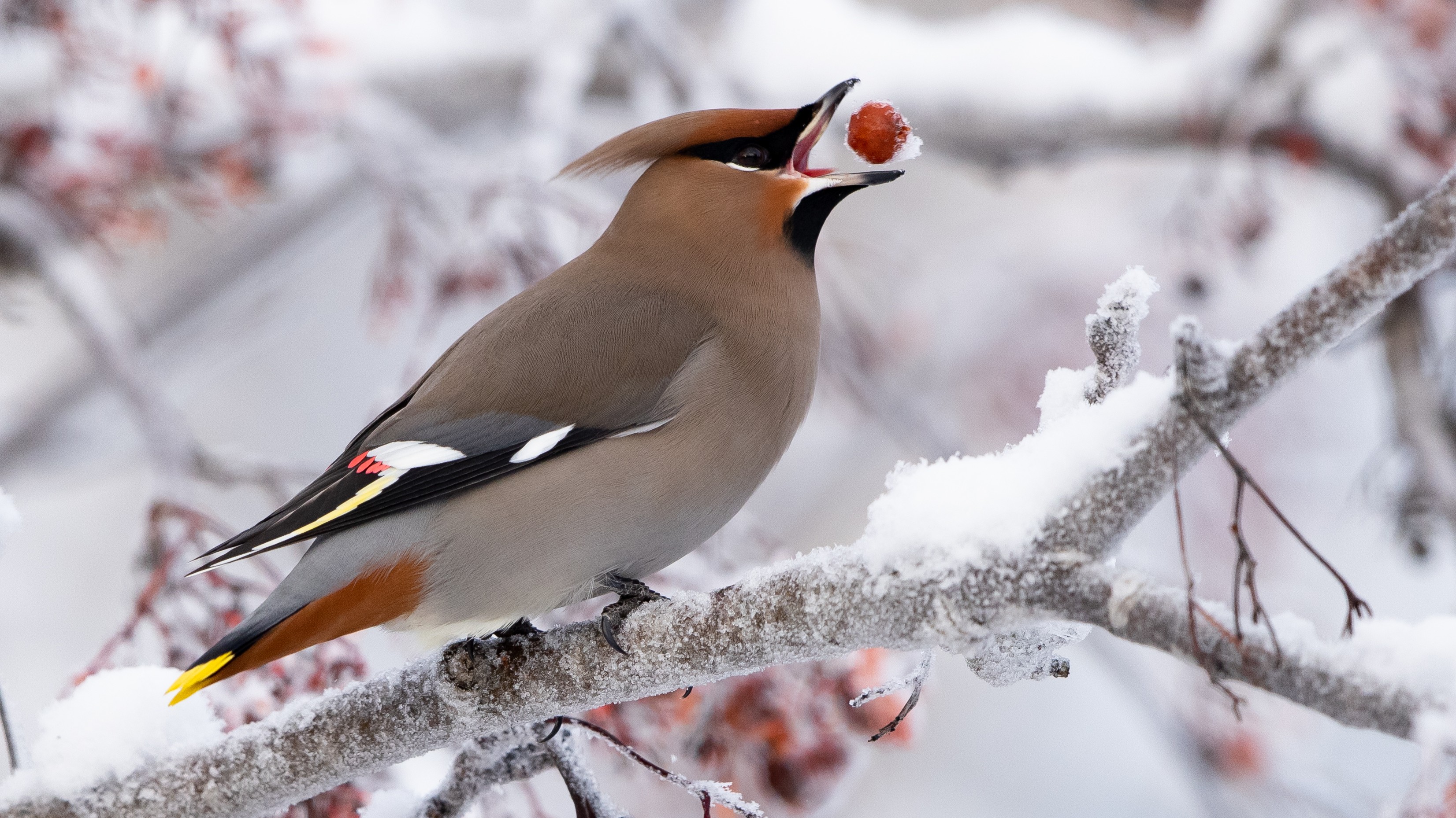 10-Jan Spotting Rare Birds Section Image