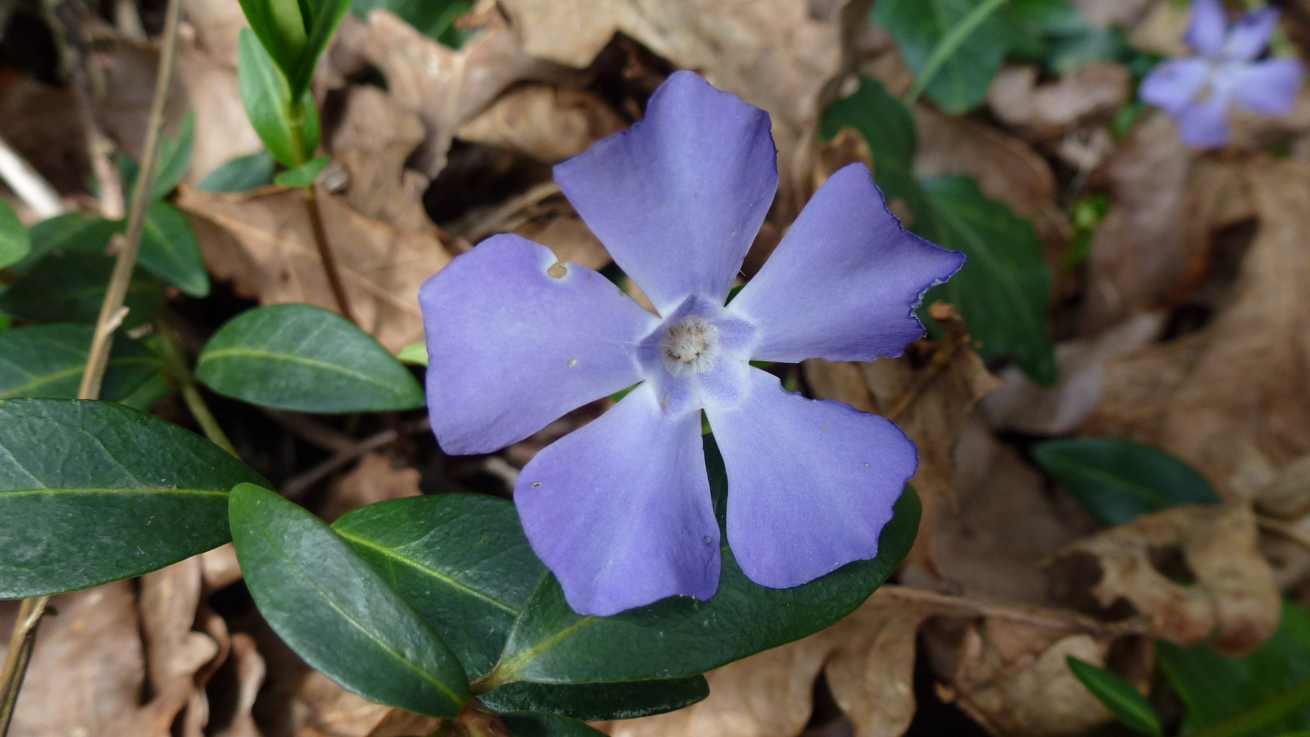 11-Jan January's Wild Flowers Section Image