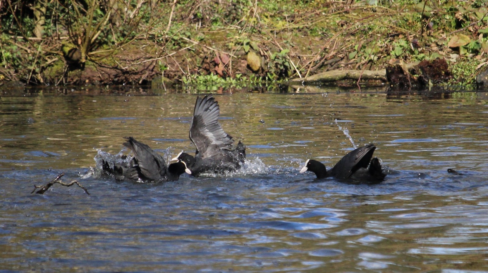 07-Jan Wildfowl in London's Parks Section Image