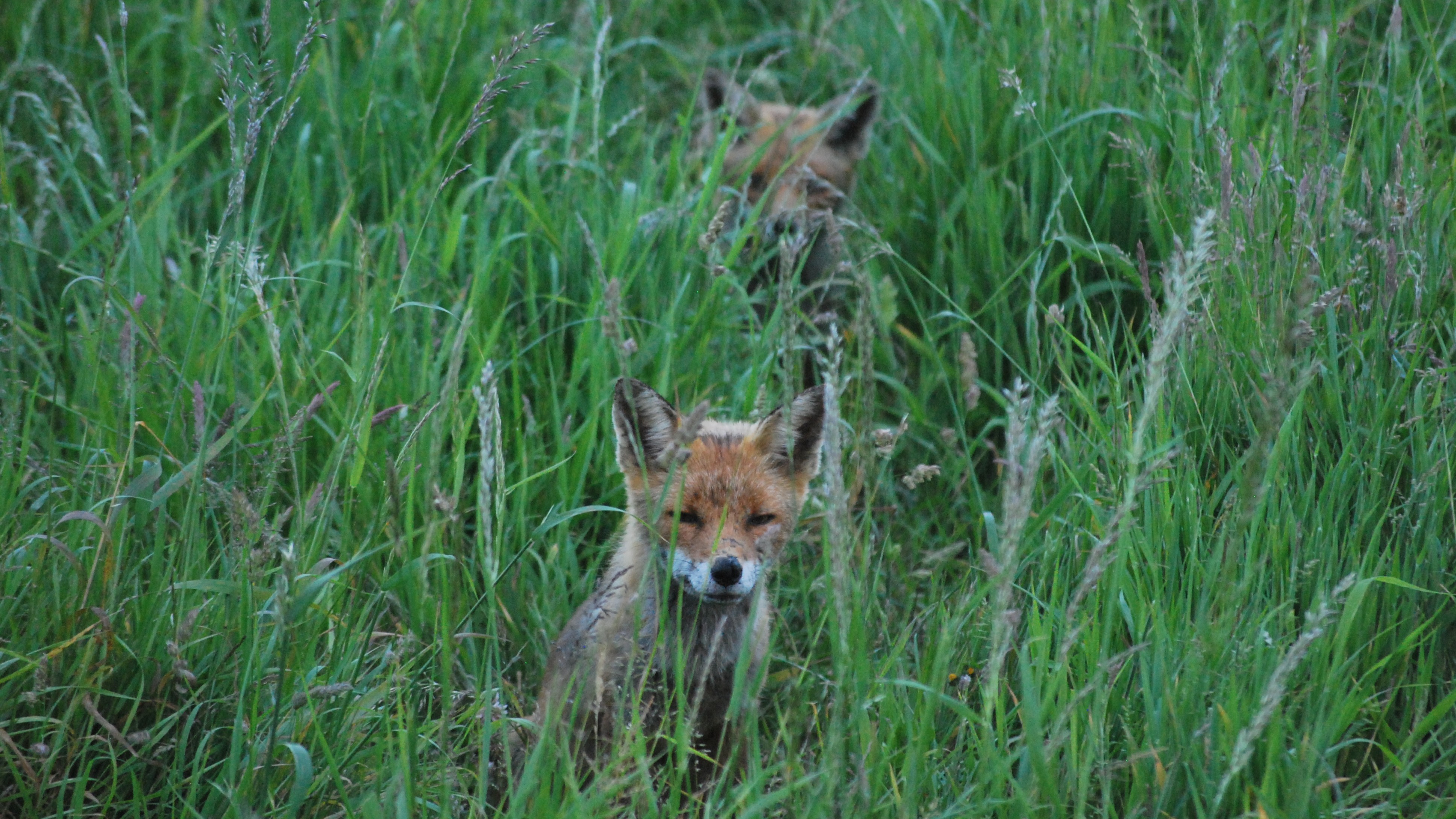 07-Apr Foxes, Badgers, and More Section Image