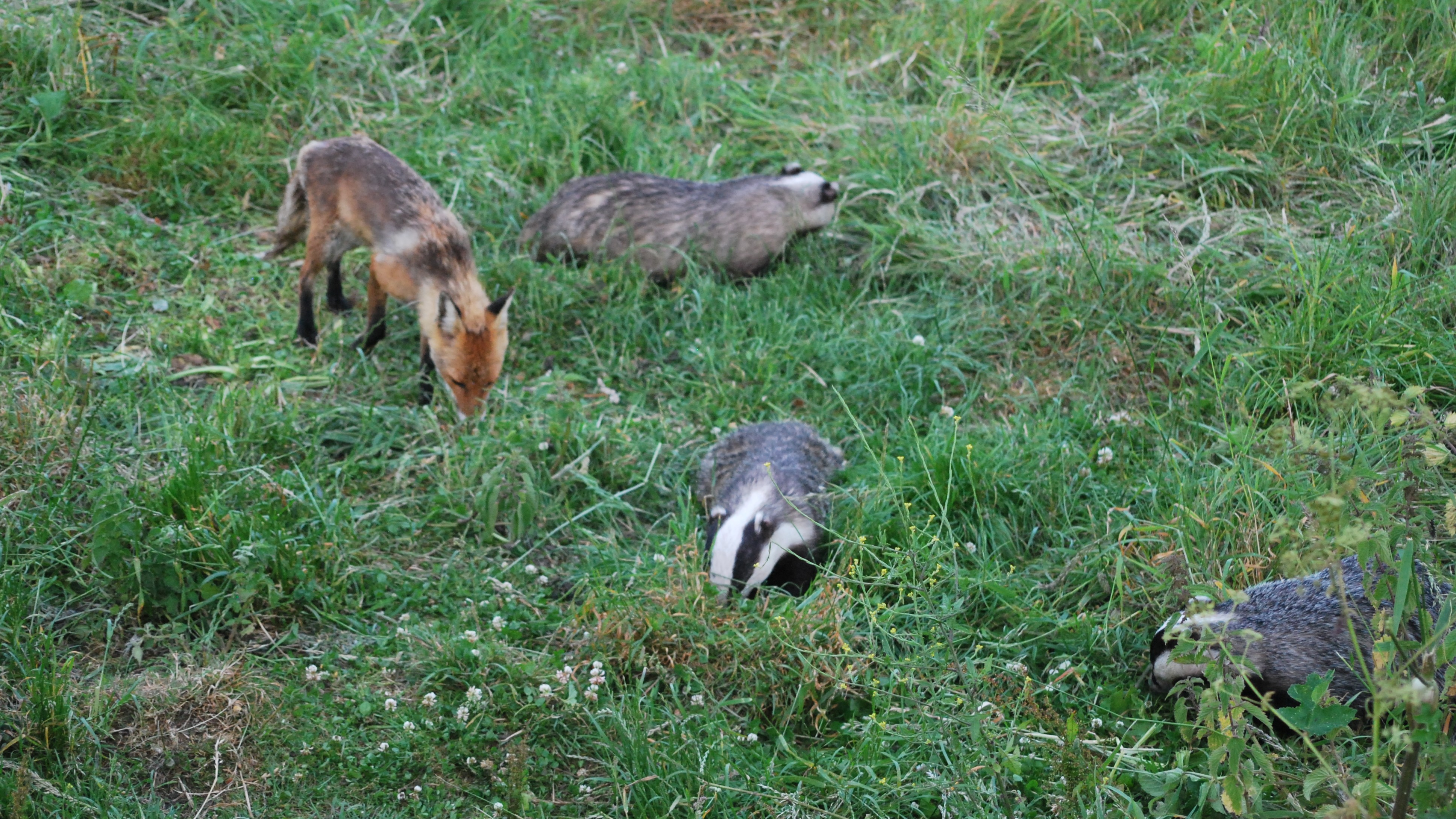 07-Apr Foxes, Badgers, and More Section Image