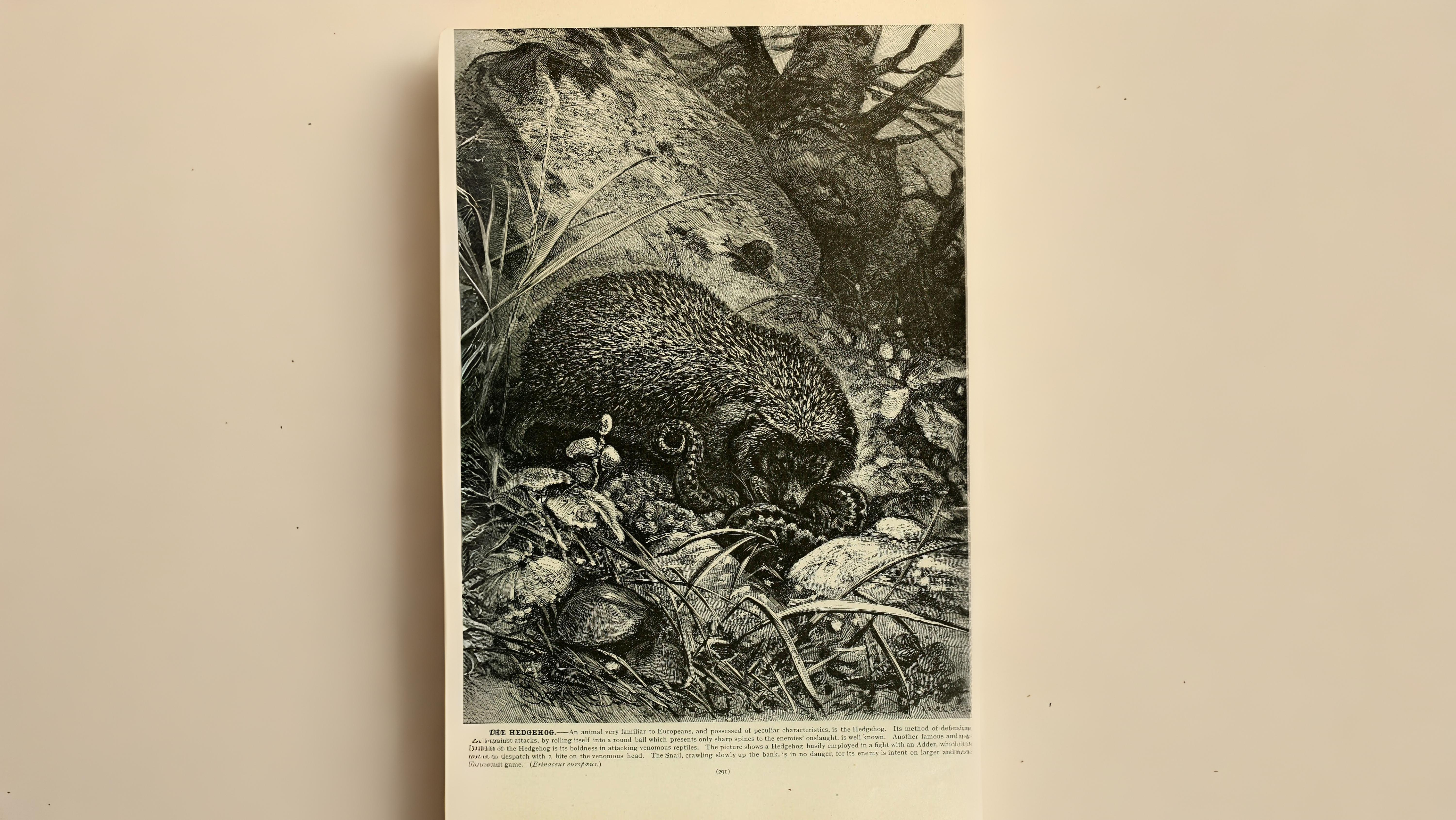 07-Apr Foxes, Badgers, and More Section Image