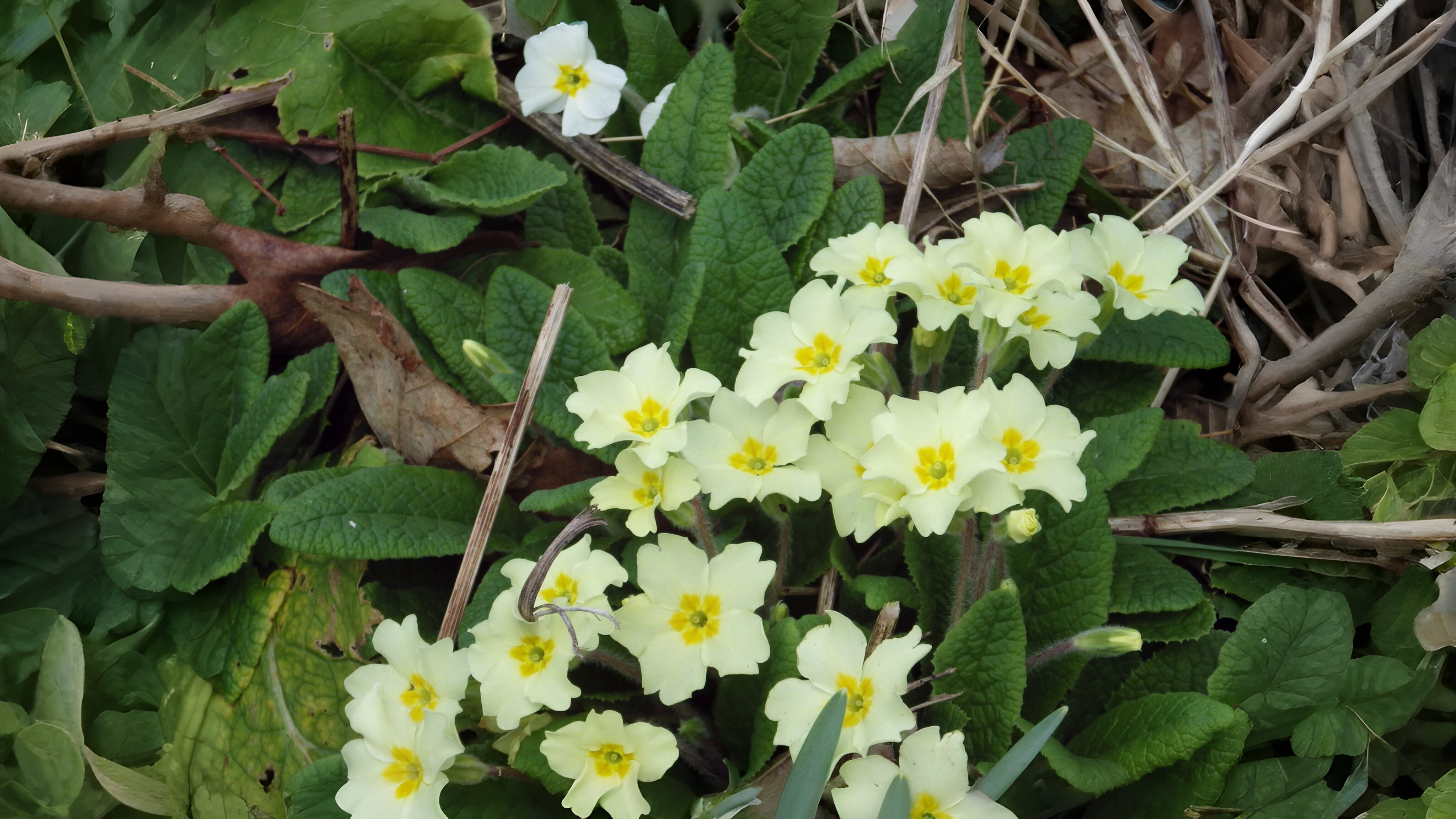 07-Feb Fragrant Wonders of February Section Image