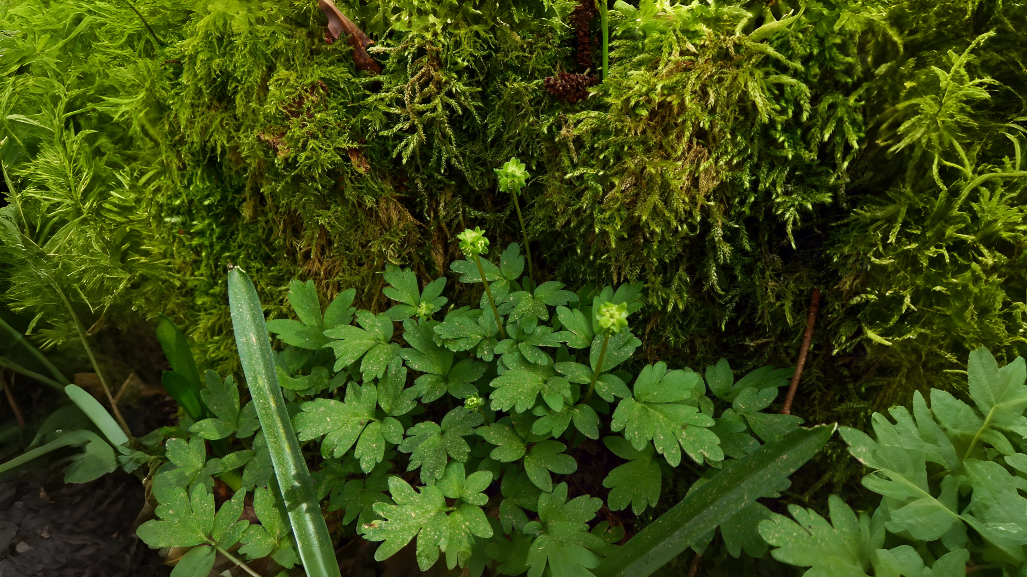 07-Feb Fragrant Wonders of February Section Image