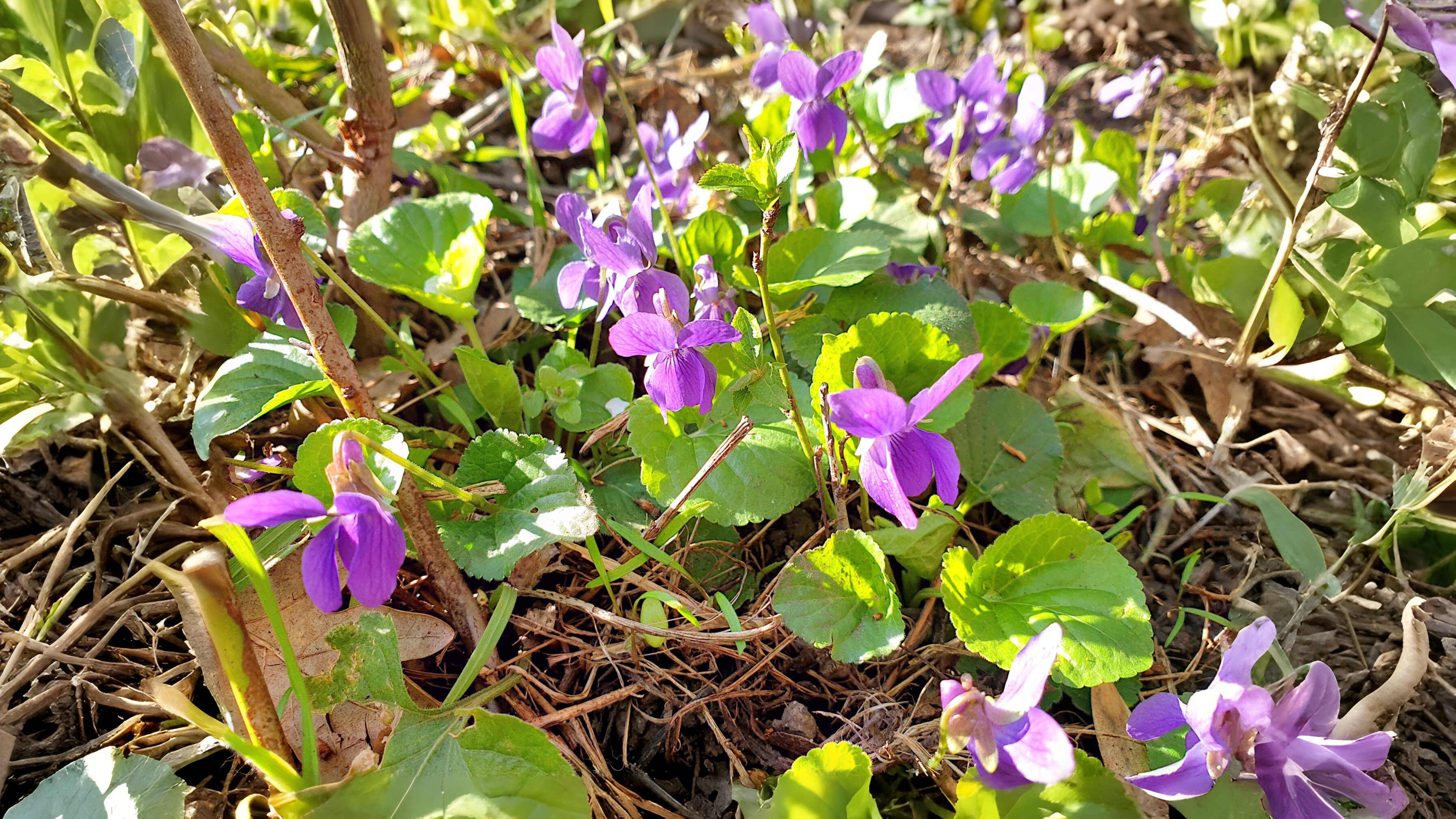 07-Feb Fragrant Wonders of February Section Image