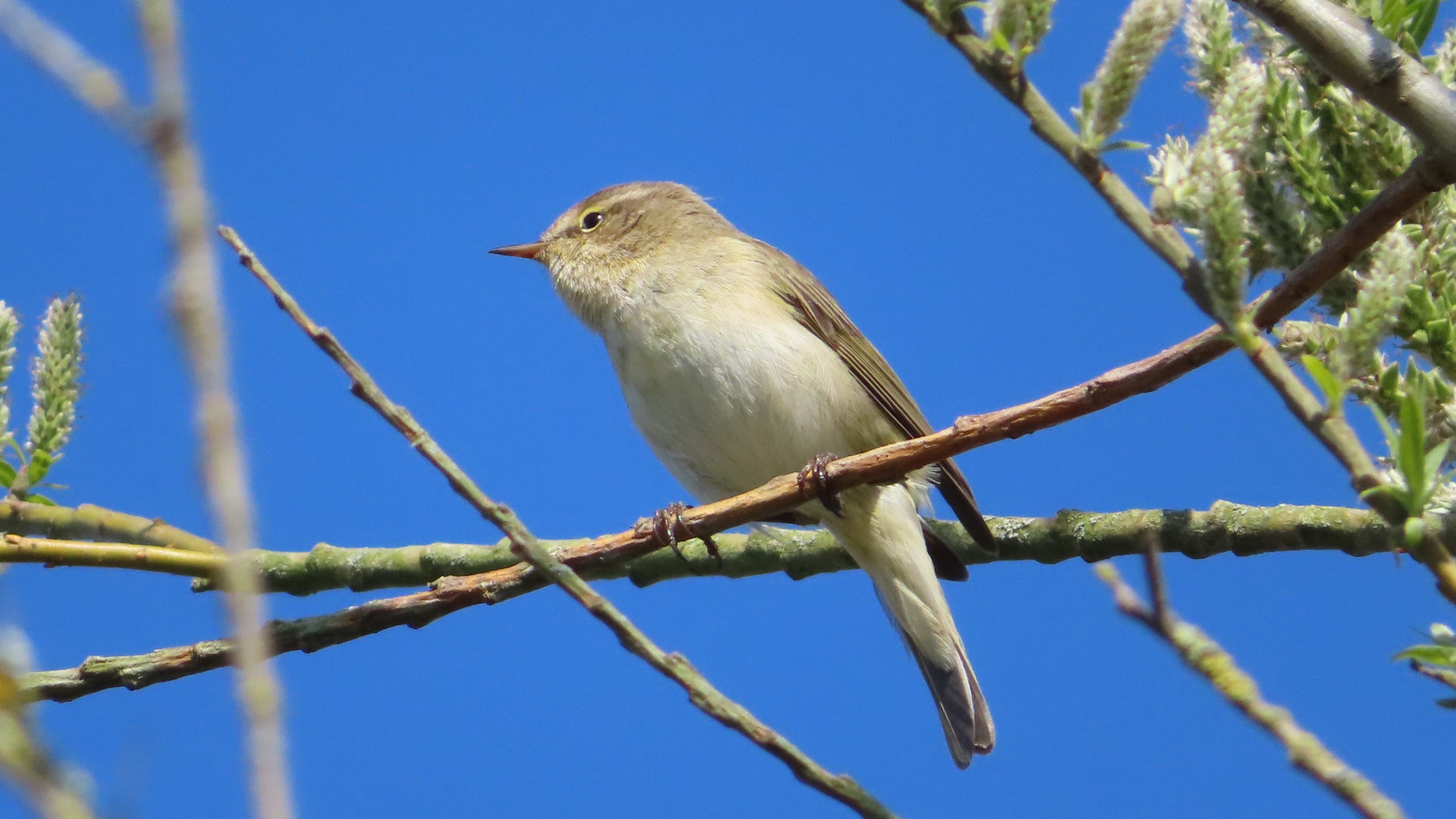 02-Jan Birdwatching in January Section Image