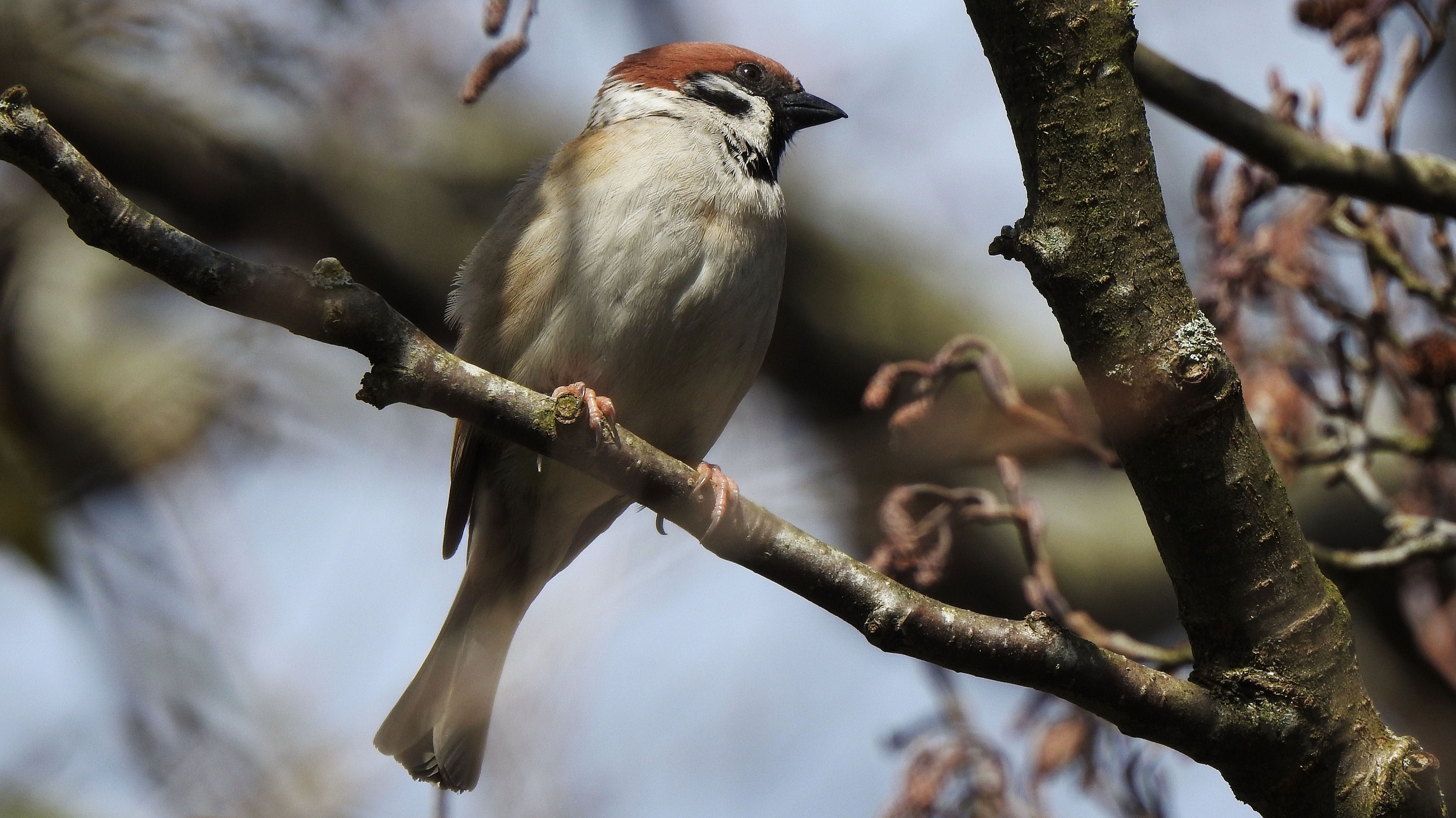 03- Jan Exploring Woodland Birds Section Image