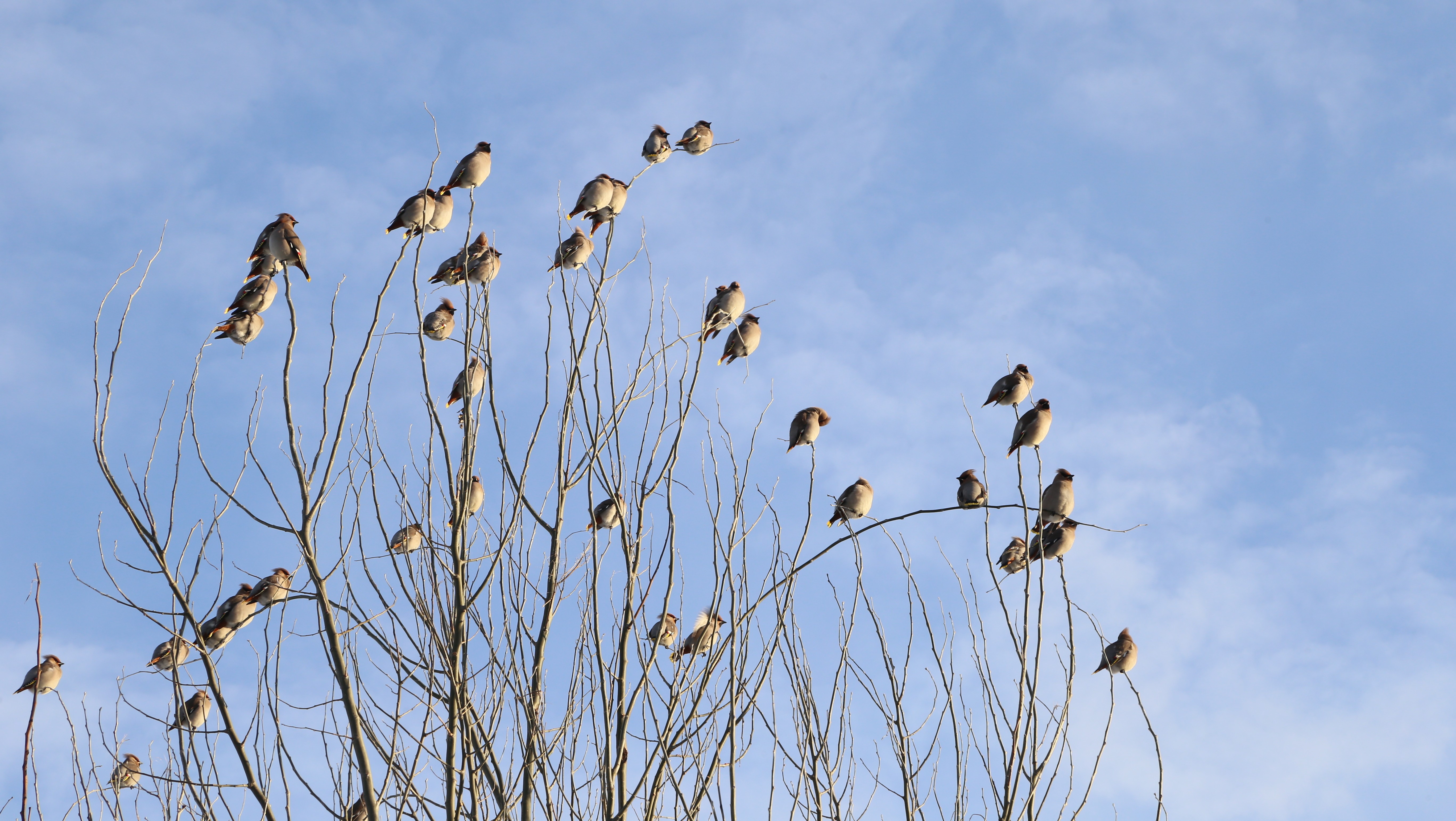 10-Jan Spotting Rare Birds Section Image