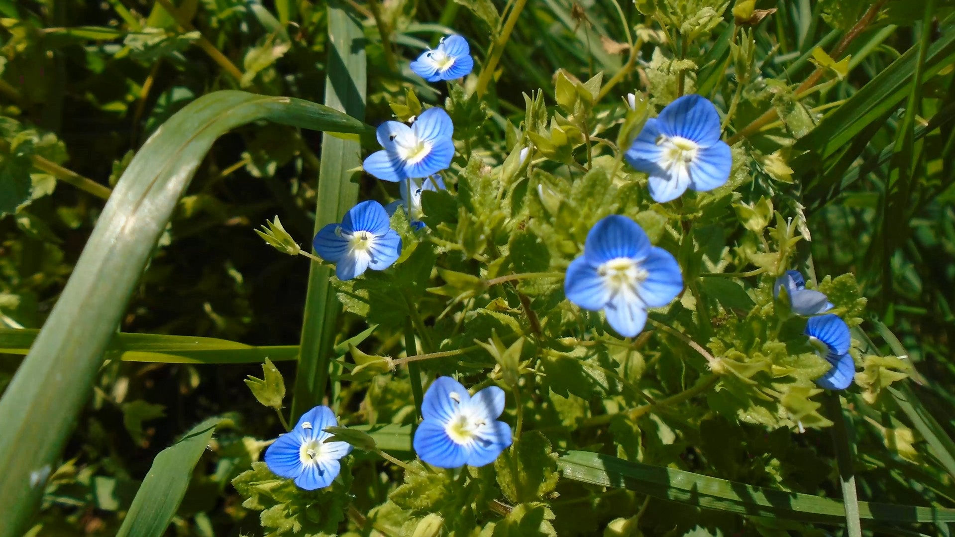 11-Jan January's Wild Flowers Section Image
