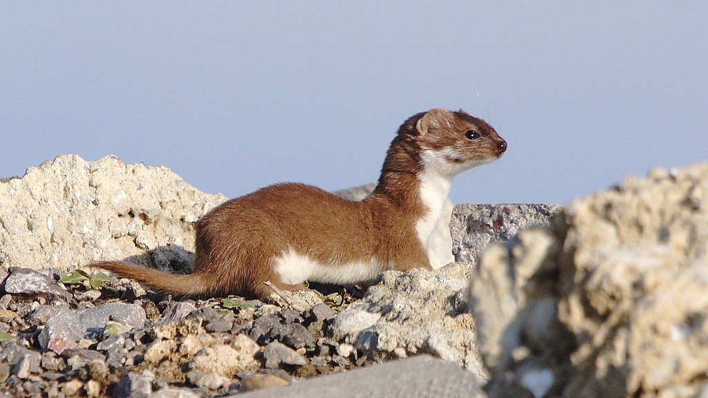 08-Apr April’s Small Predators Section Image