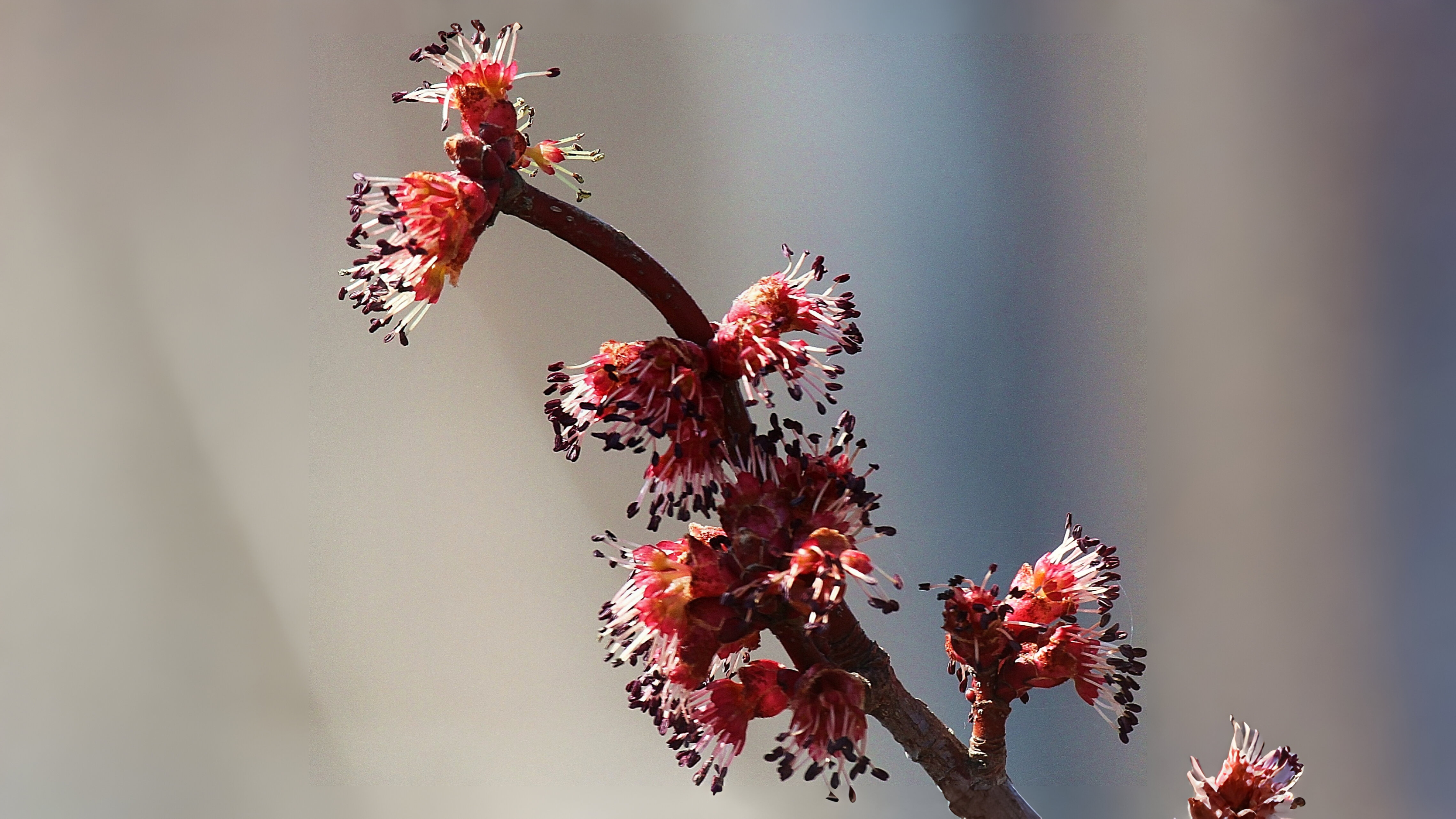 08-Feb Blossoming Trees Section Image
