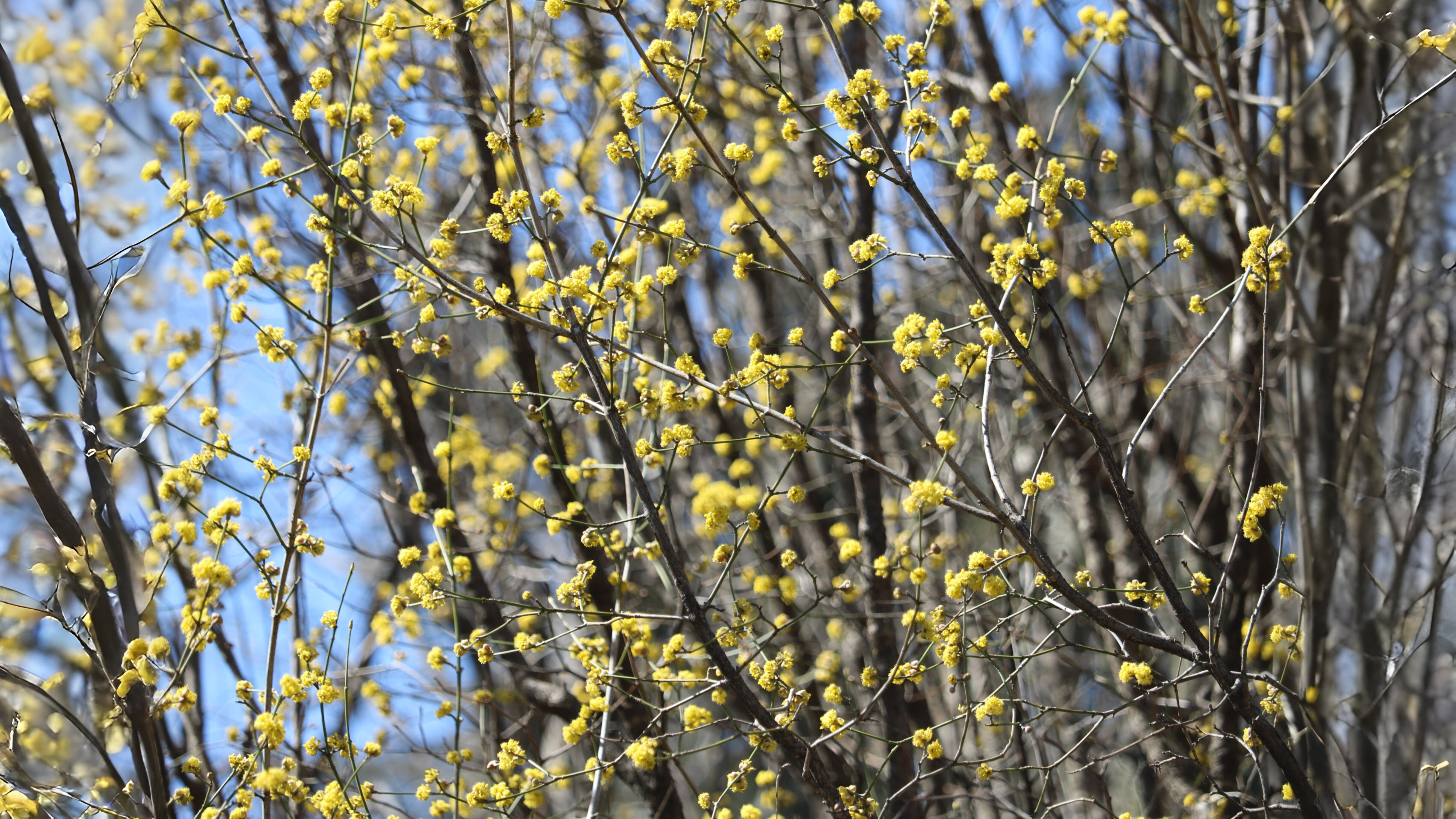 08-Feb Blossoming Trees Section Image