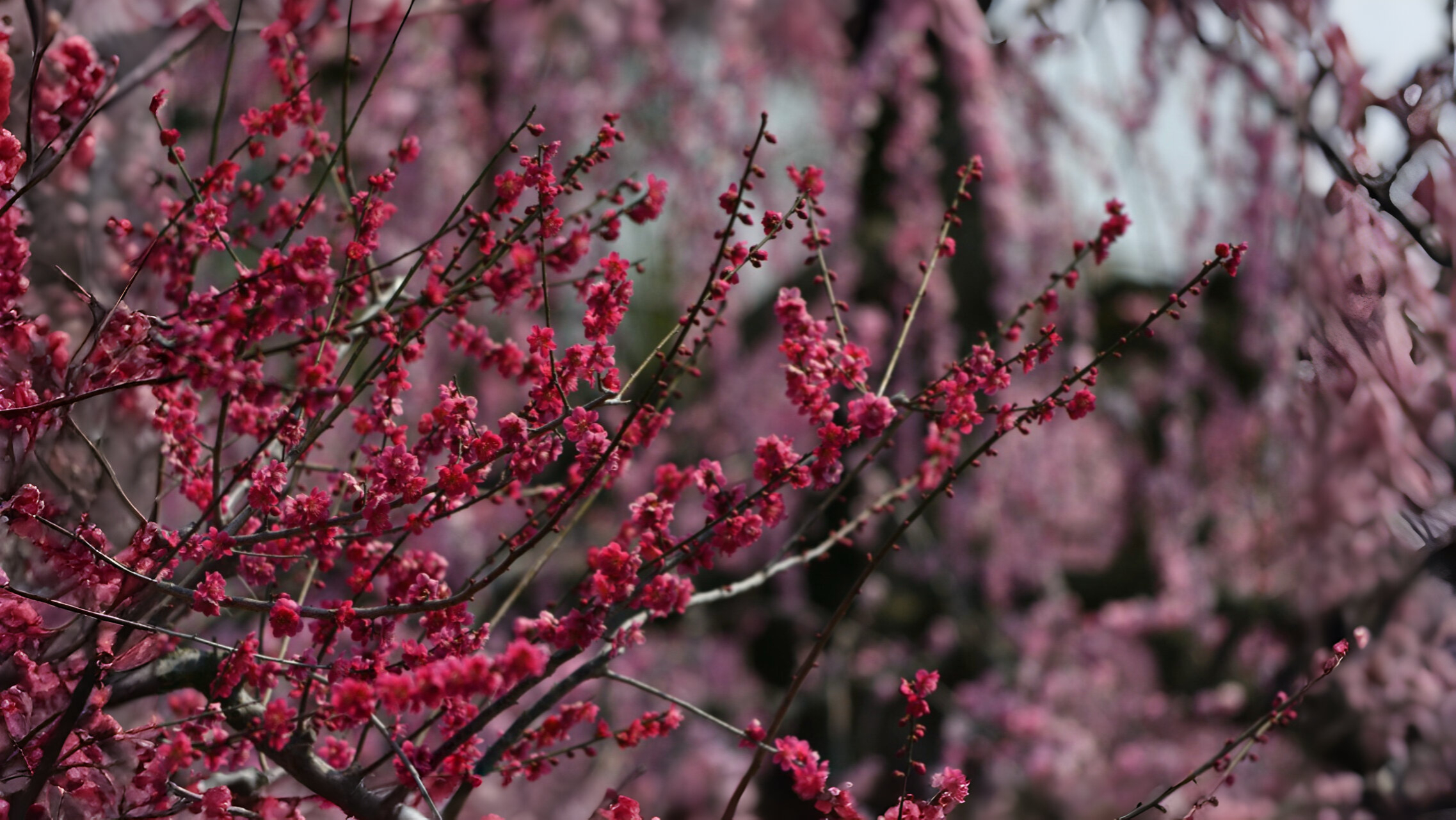 08-Feb Blossoming Trees Section Image