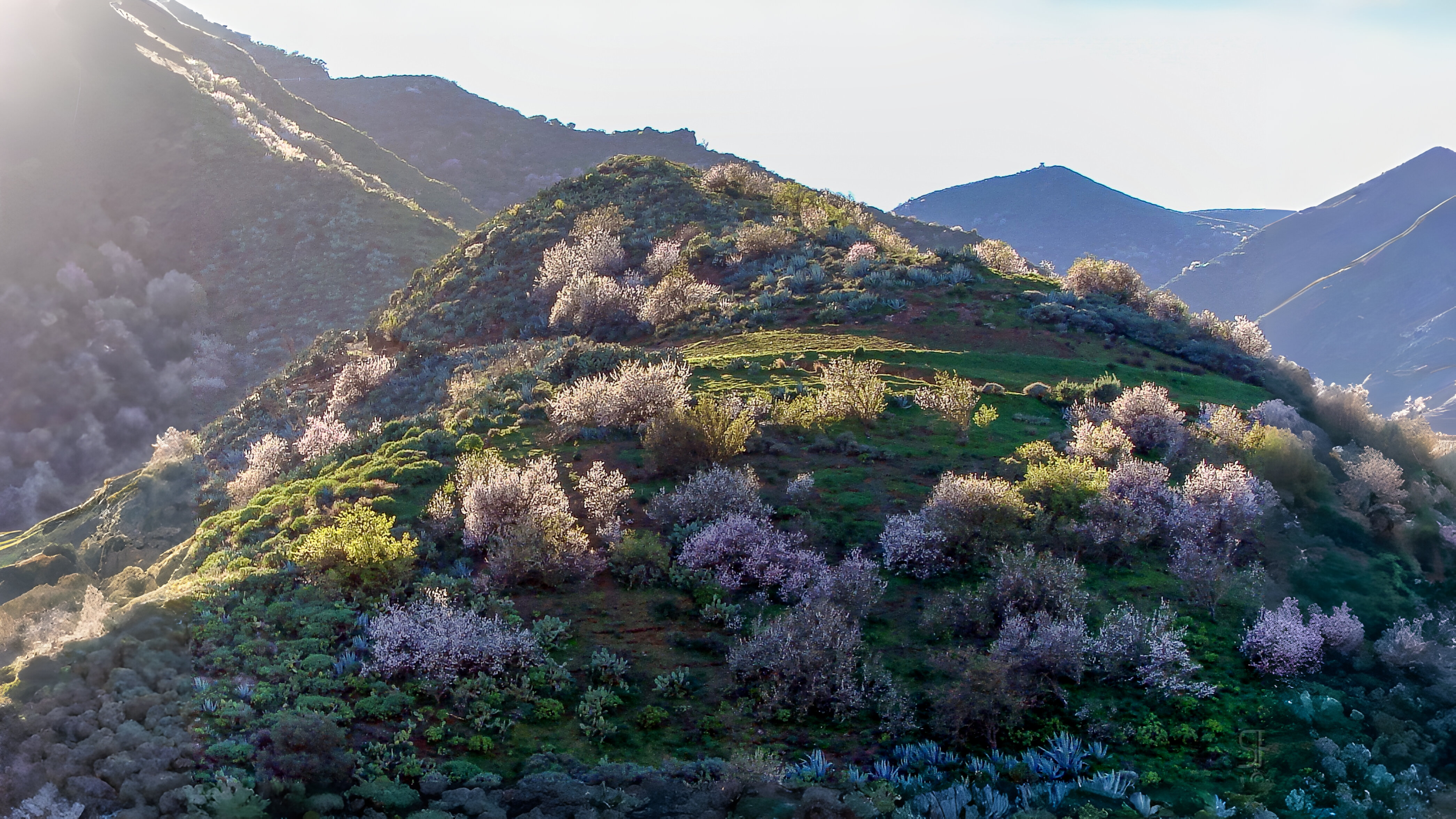 08-Feb Blossoming Trees Section Image