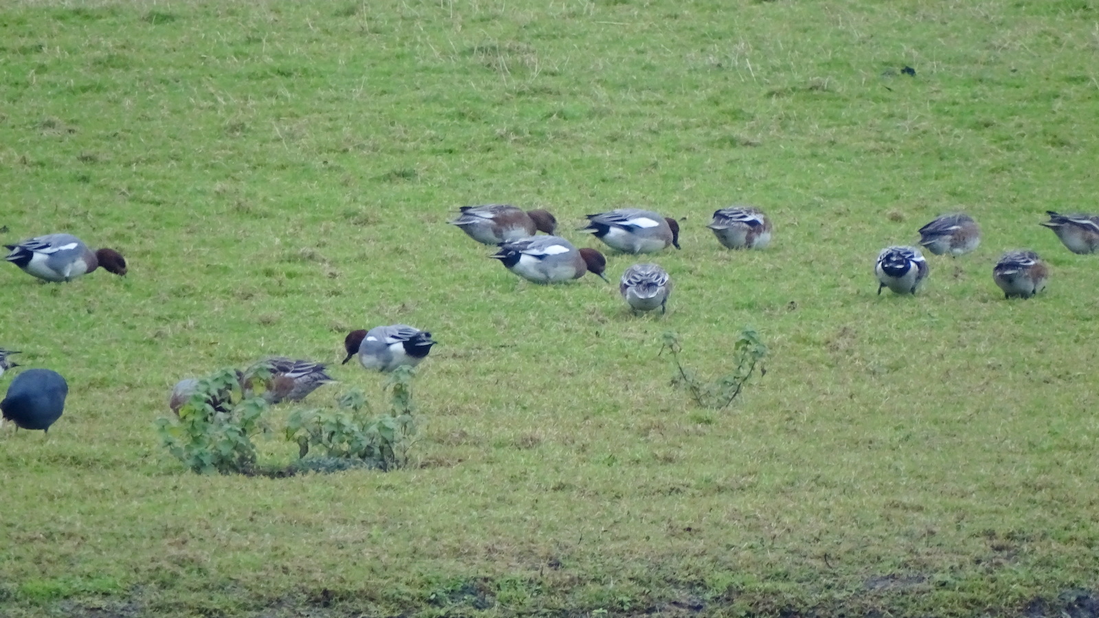 08-Mar Flocking Together Section Image