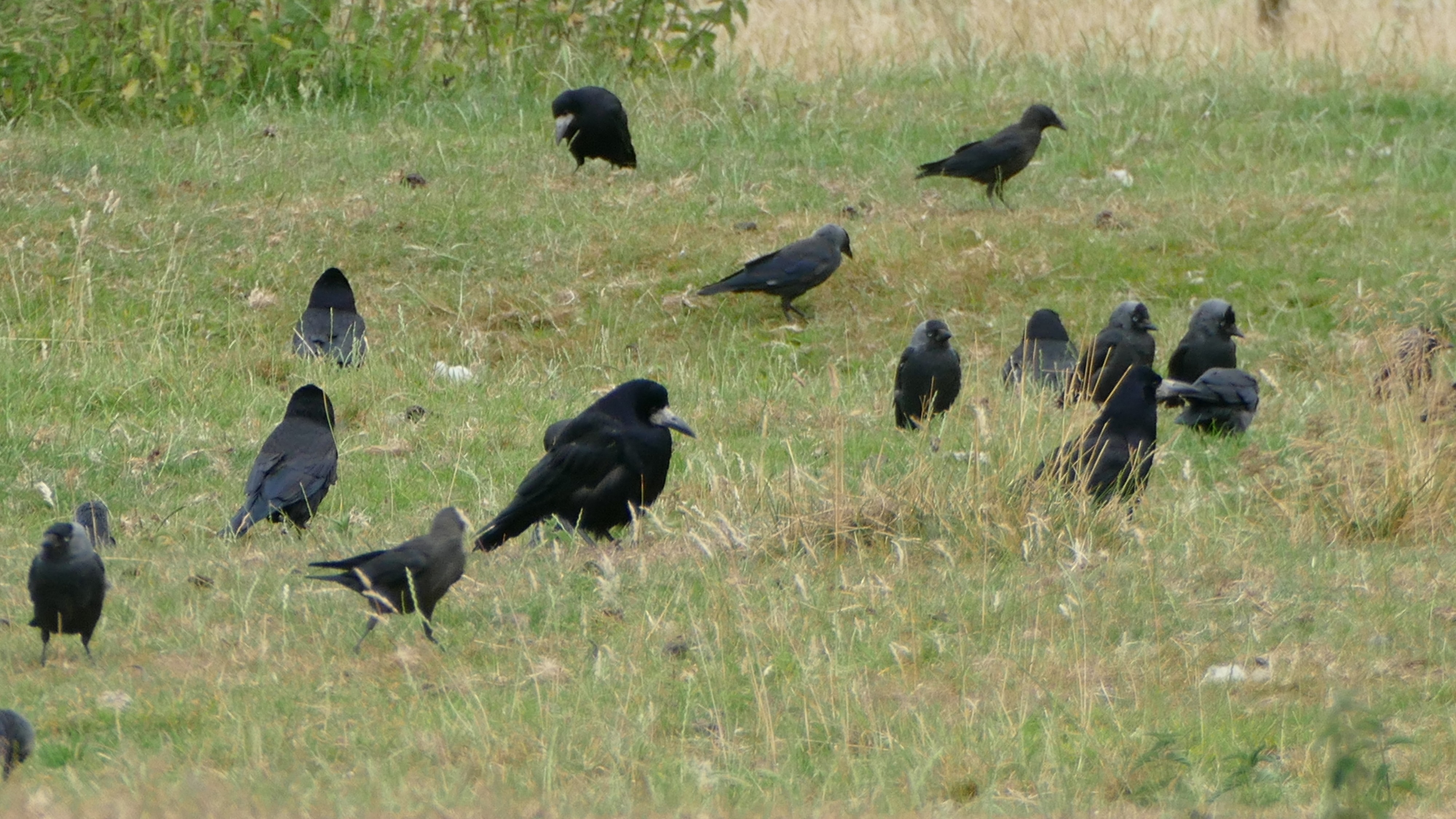 08-Mar Flocking Together Section Image