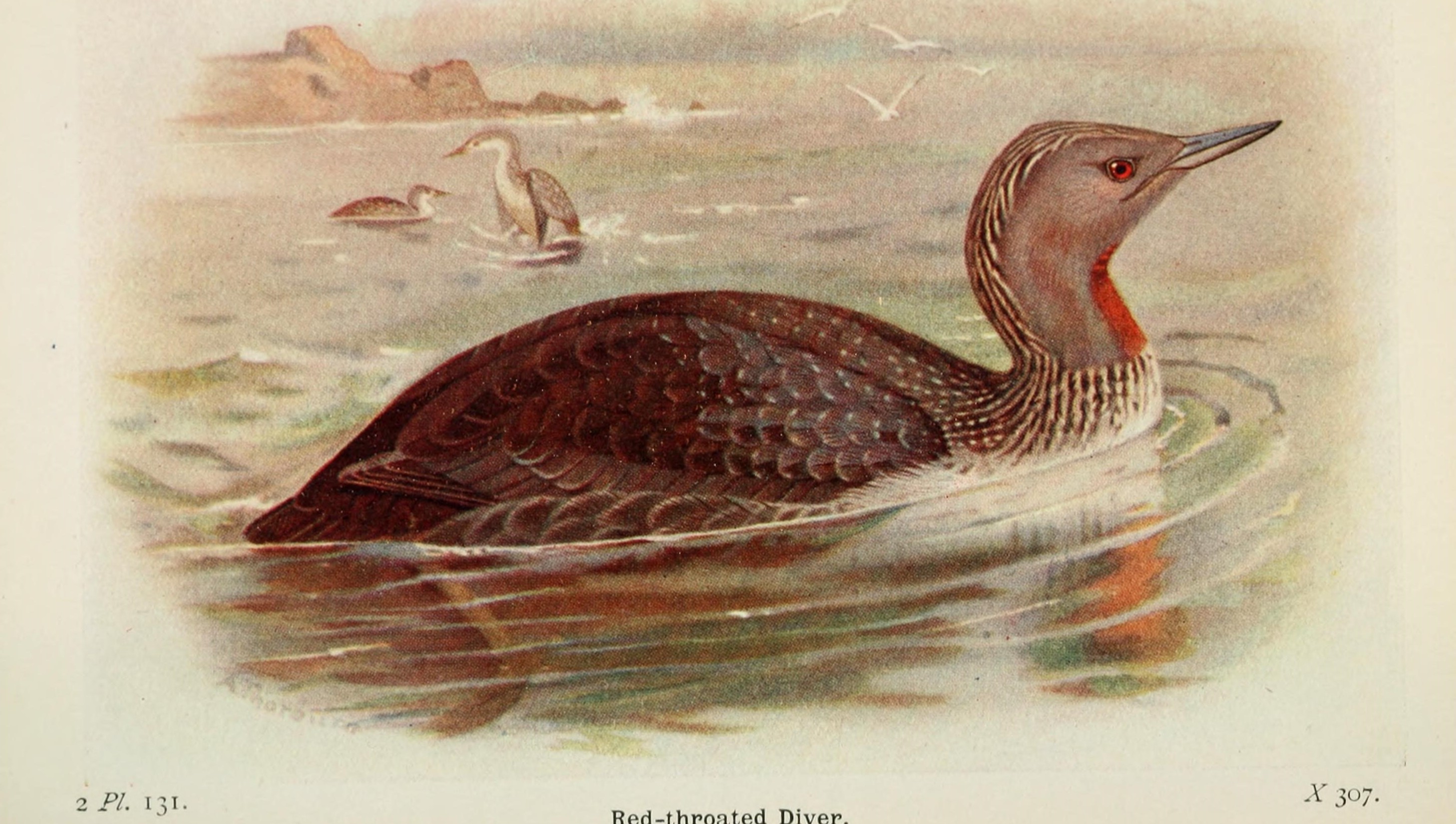02-Jan Birdwatching in January Section Image
