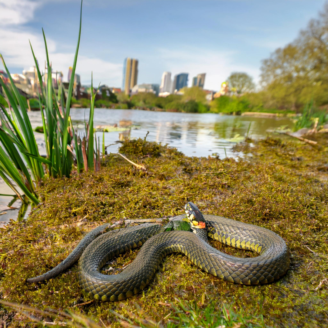 09-Apr April’s Cold-Blooded Drama