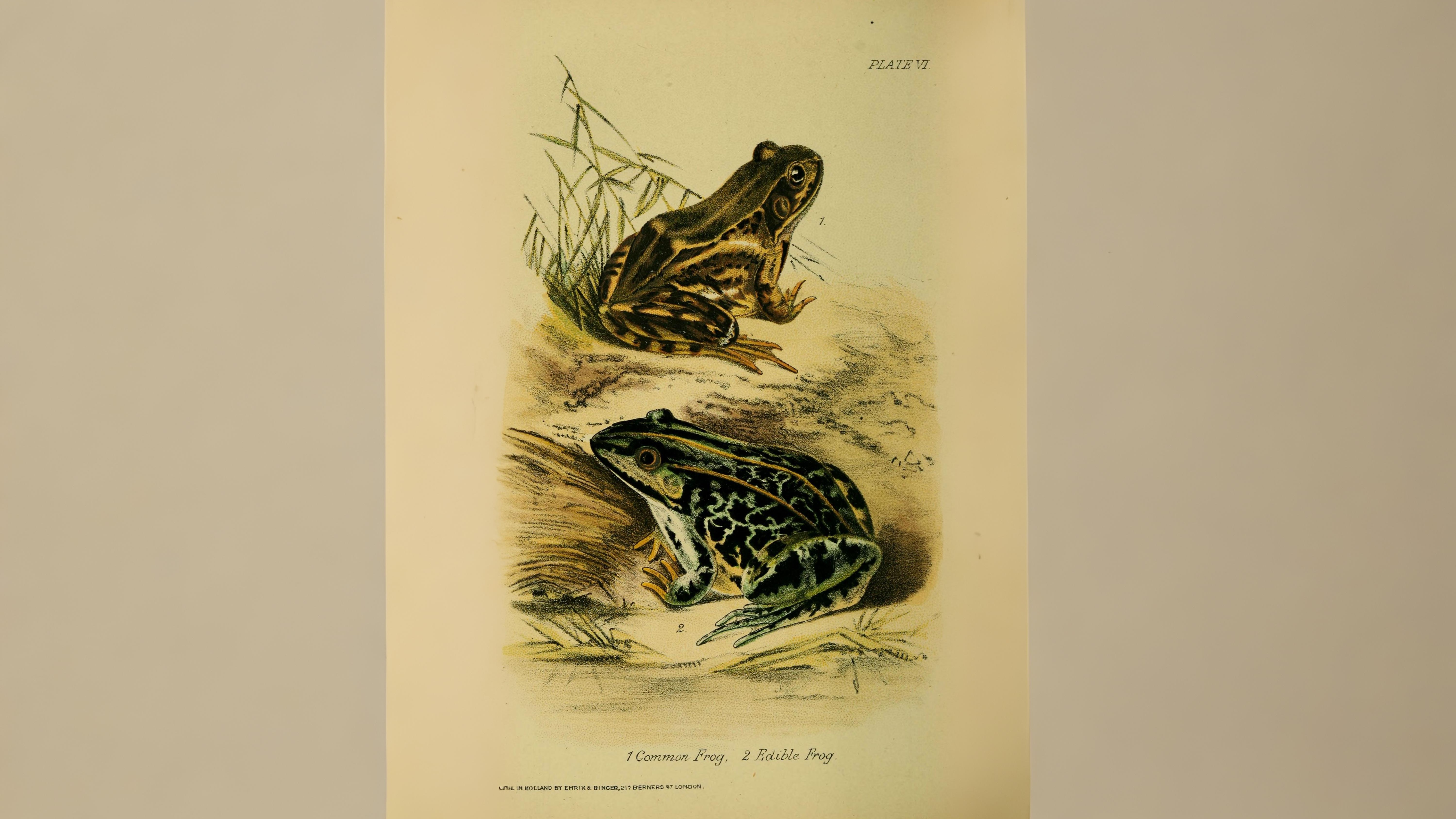 09-Apr April’s Cold-Blooded Drama Section Image