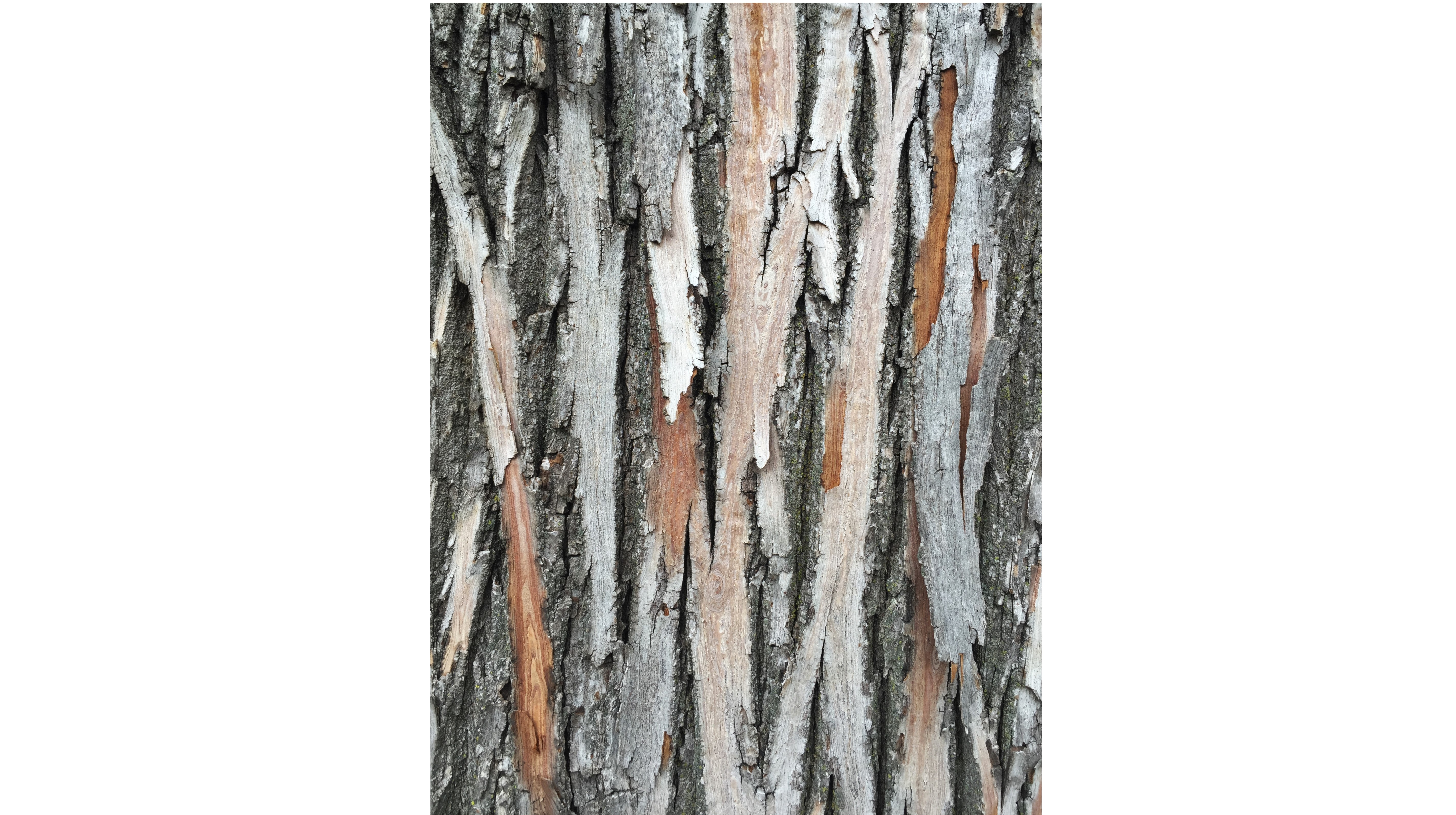 09-Feb Unique Textures of Conifer Barks Section Image