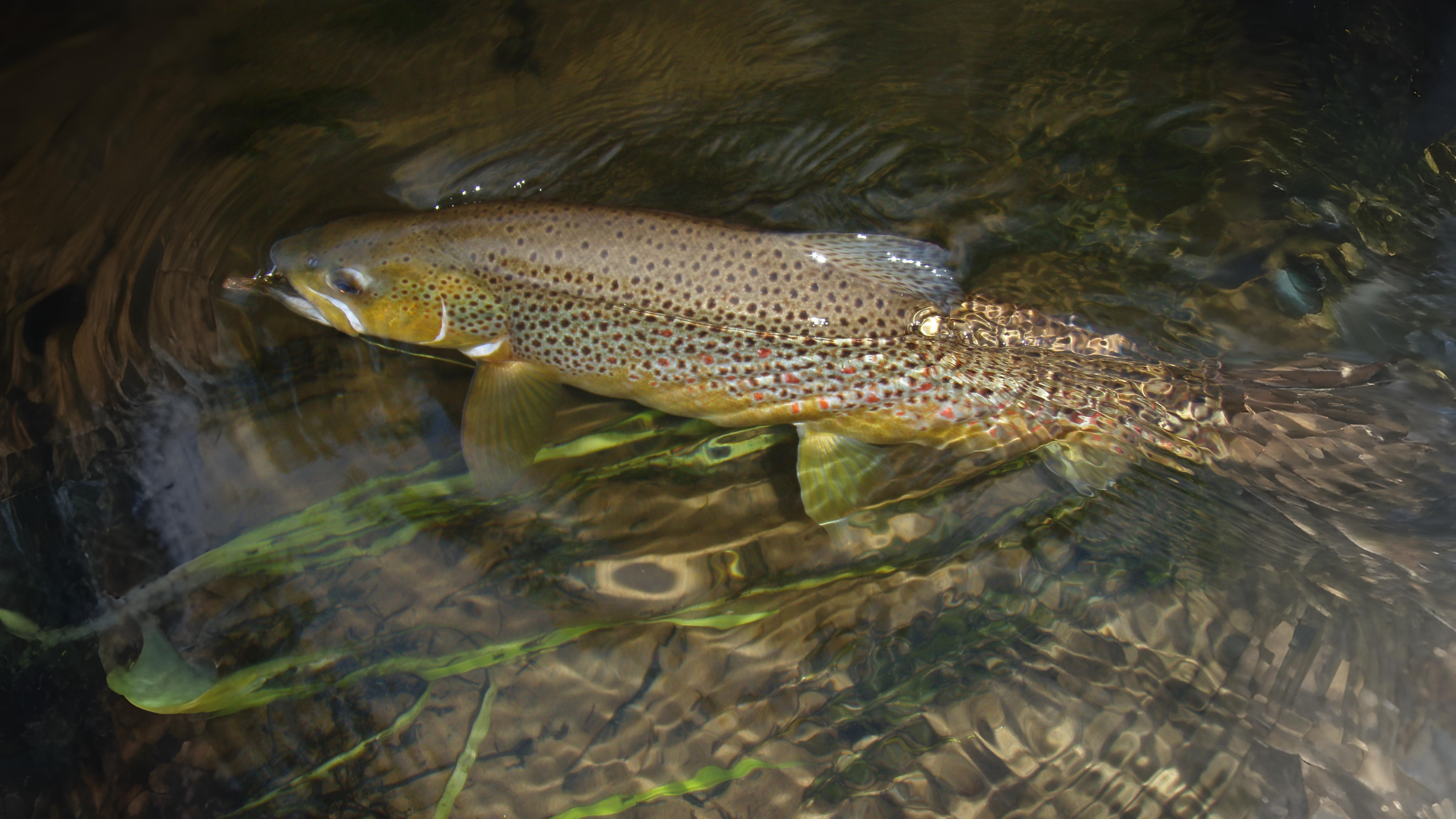 10-Apr London’s Aquatic Secrets Section Image