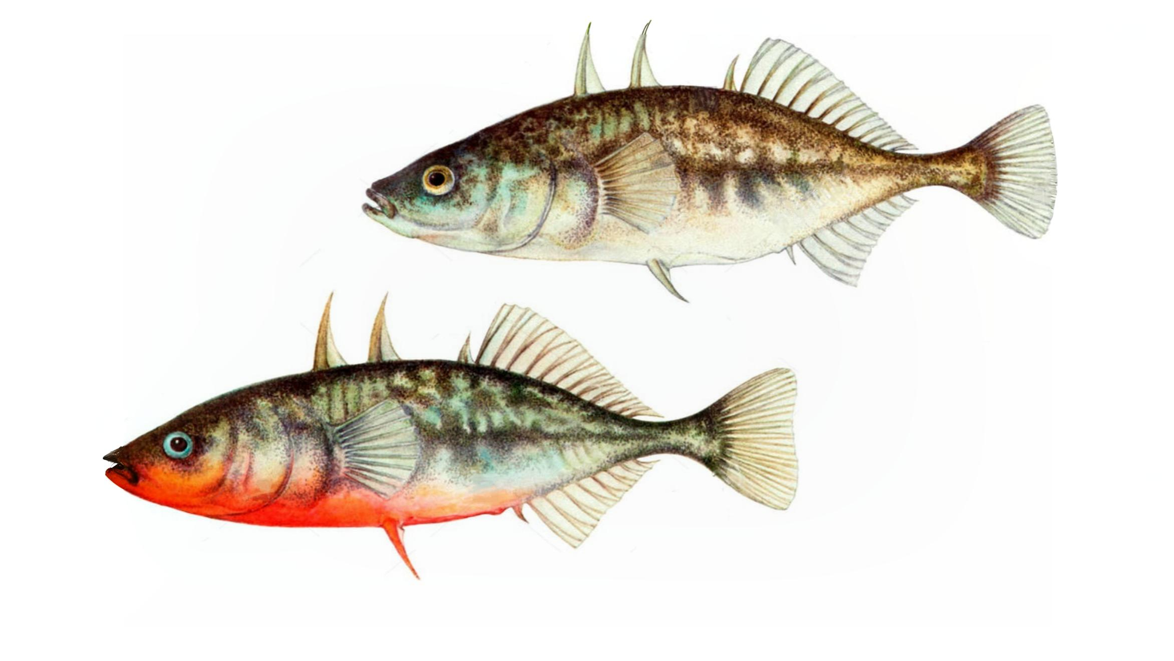 10-Apr London’s Aquatic Secrets Section Image
