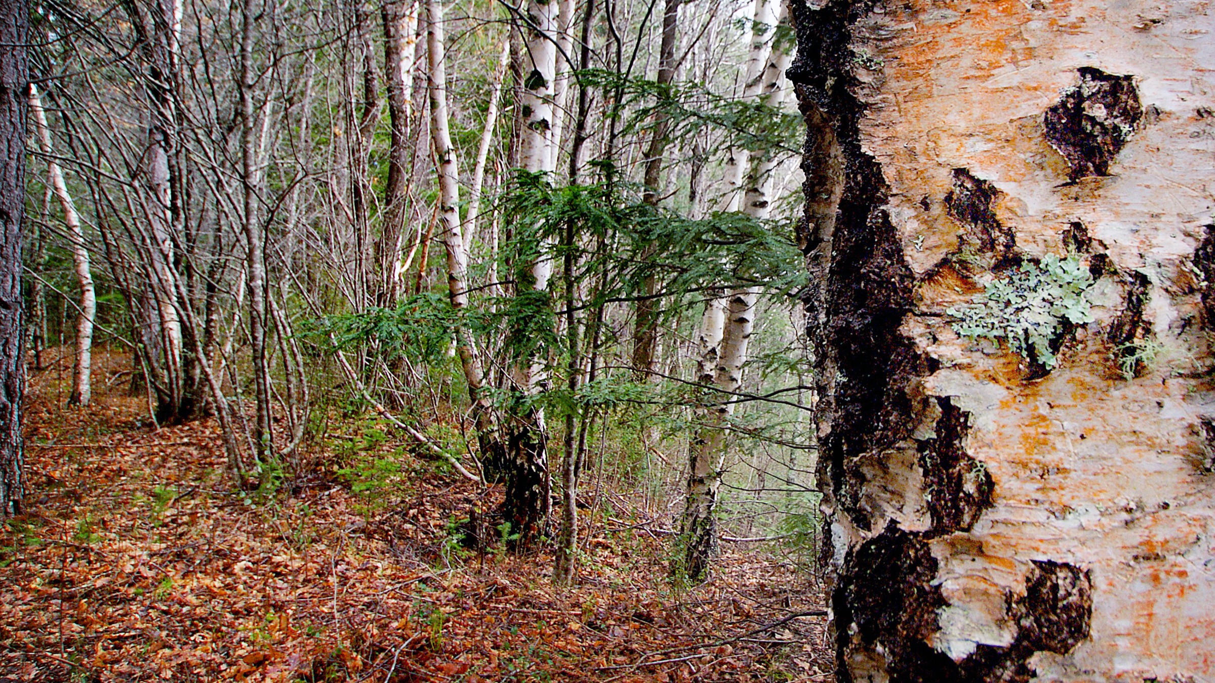 10-Feb Beauty of Birches Section Image