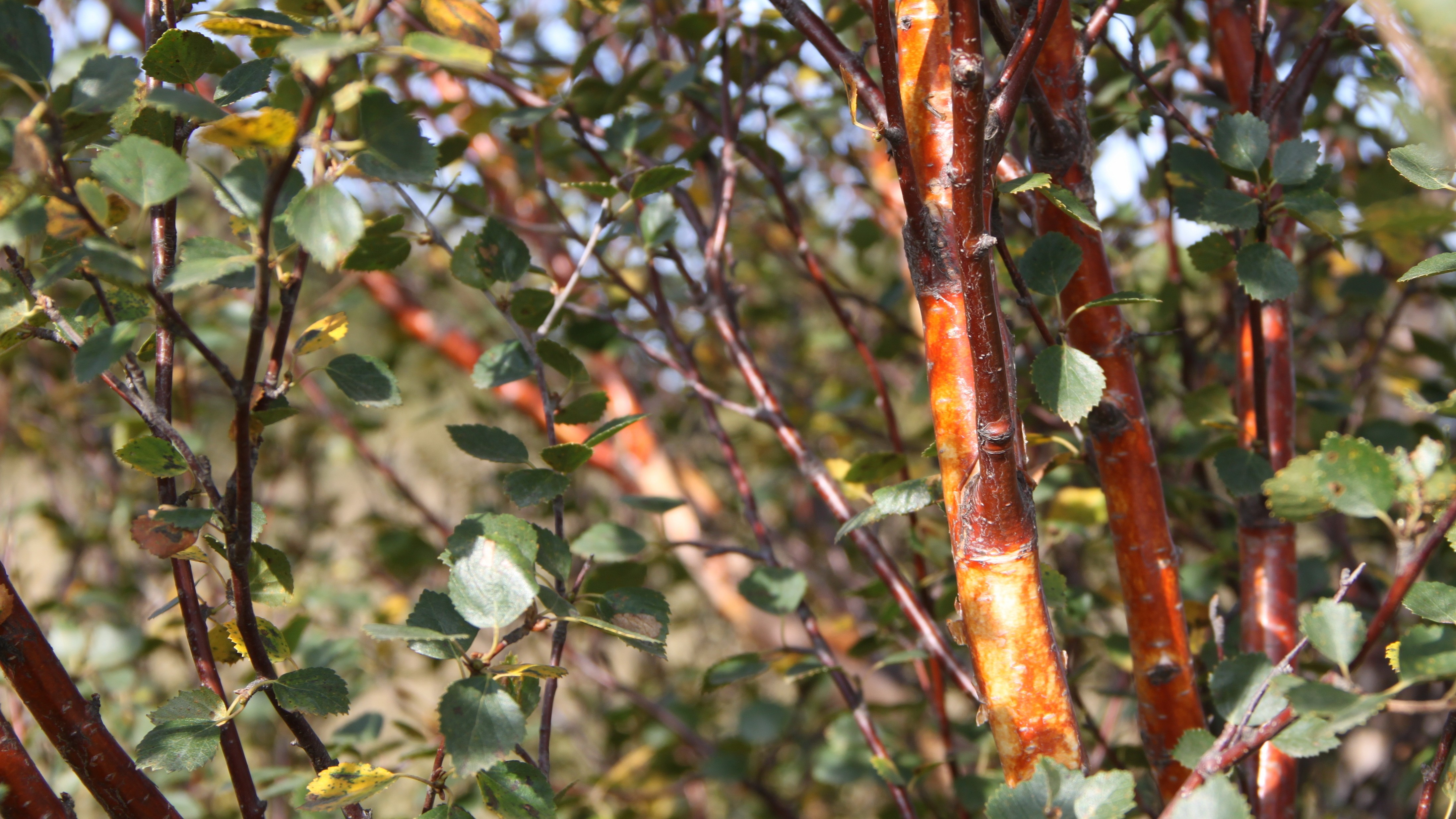 10-Feb Beauty of Birches Section Image