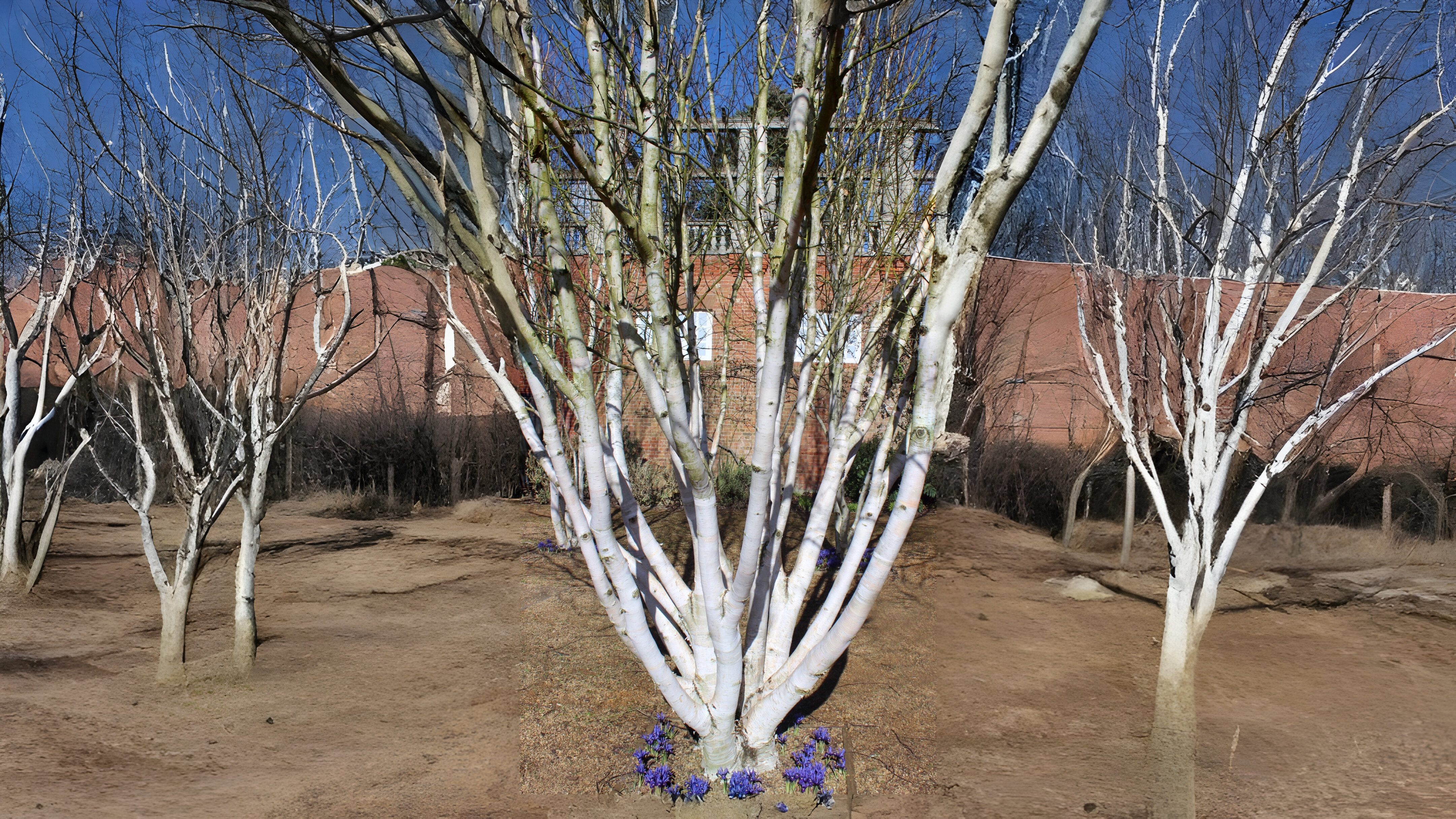 10-Feb Beauty of Birches Section Image