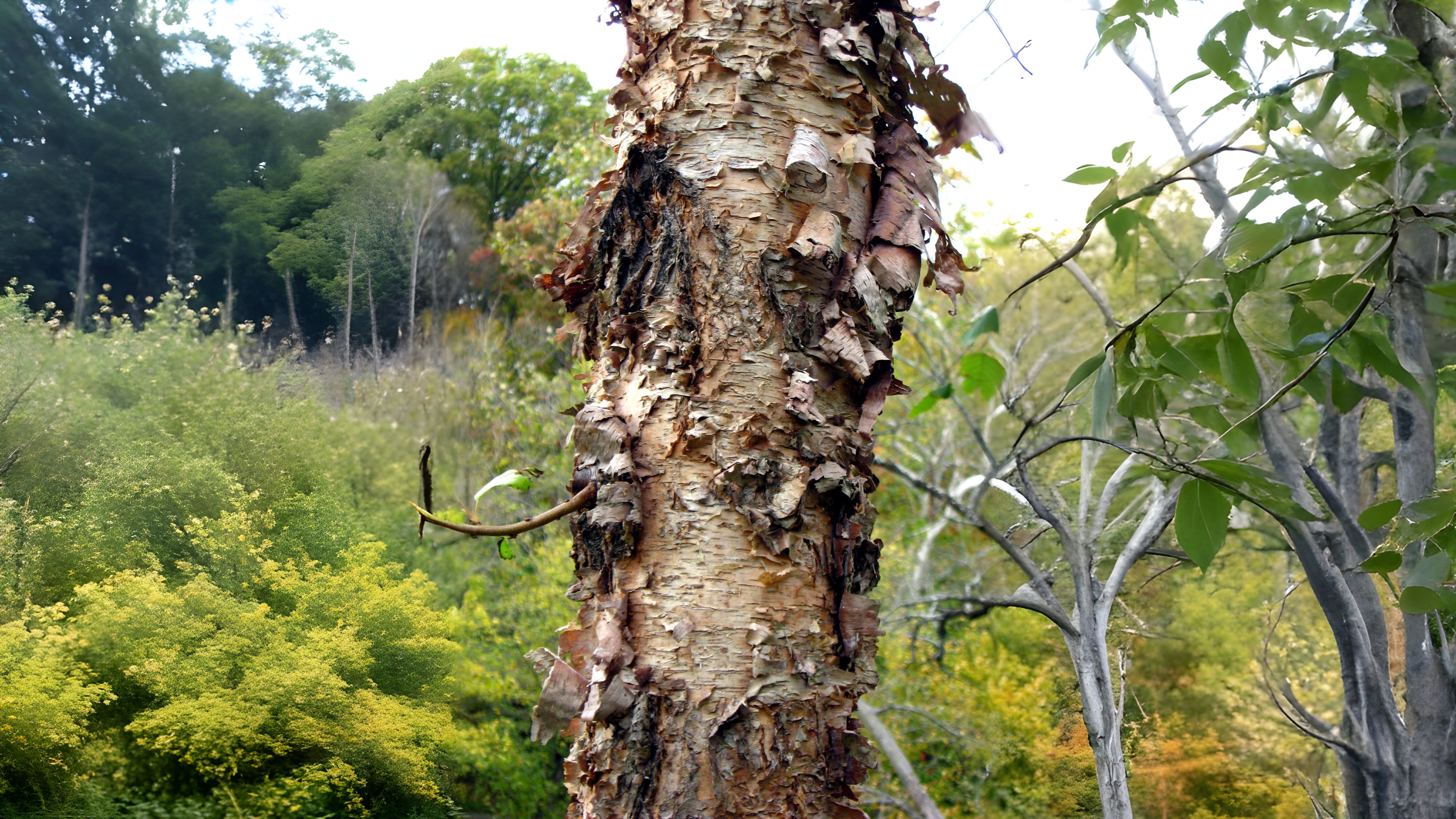 10-Feb Beauty of Birches Section Image