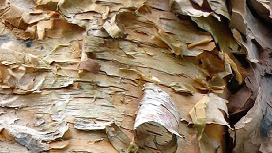 10-Feb Beauty of Birches Section Image