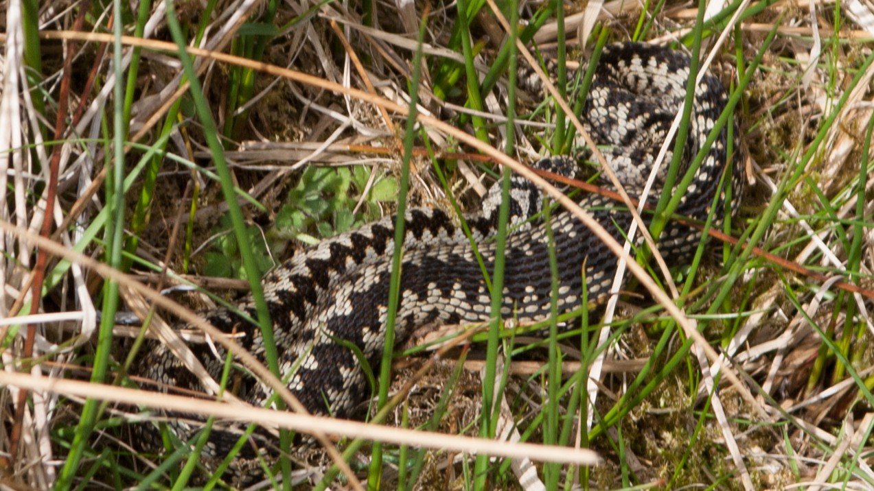 10-Mar Spring Awakening Section Image
