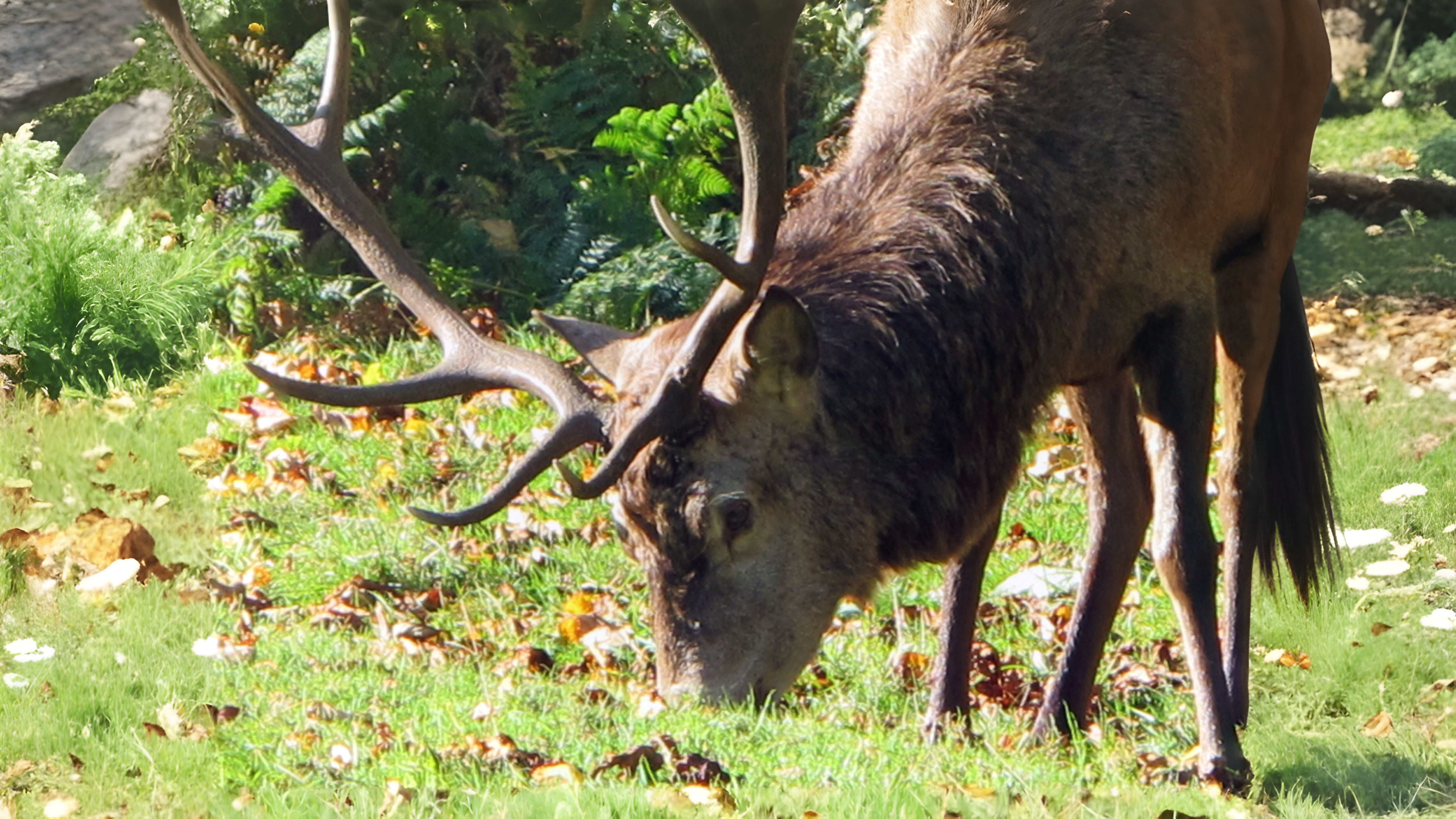 11-March Nature's Marvels Deer and Squirrels Section Image