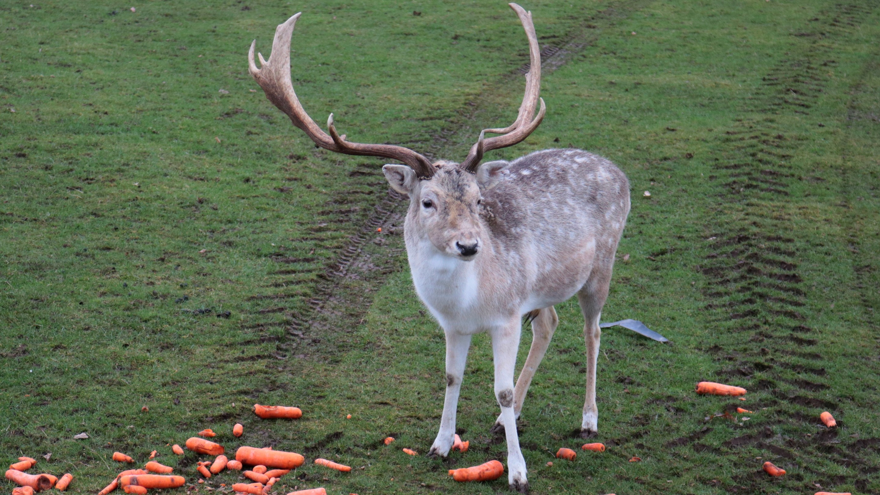 11-March Nature's Marvels Deer and Squirrels Section Image