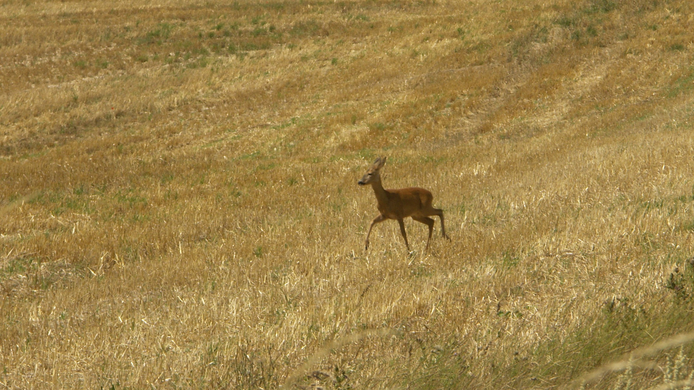 11-March Nature's Marvels Deer and Squirrels Section Image