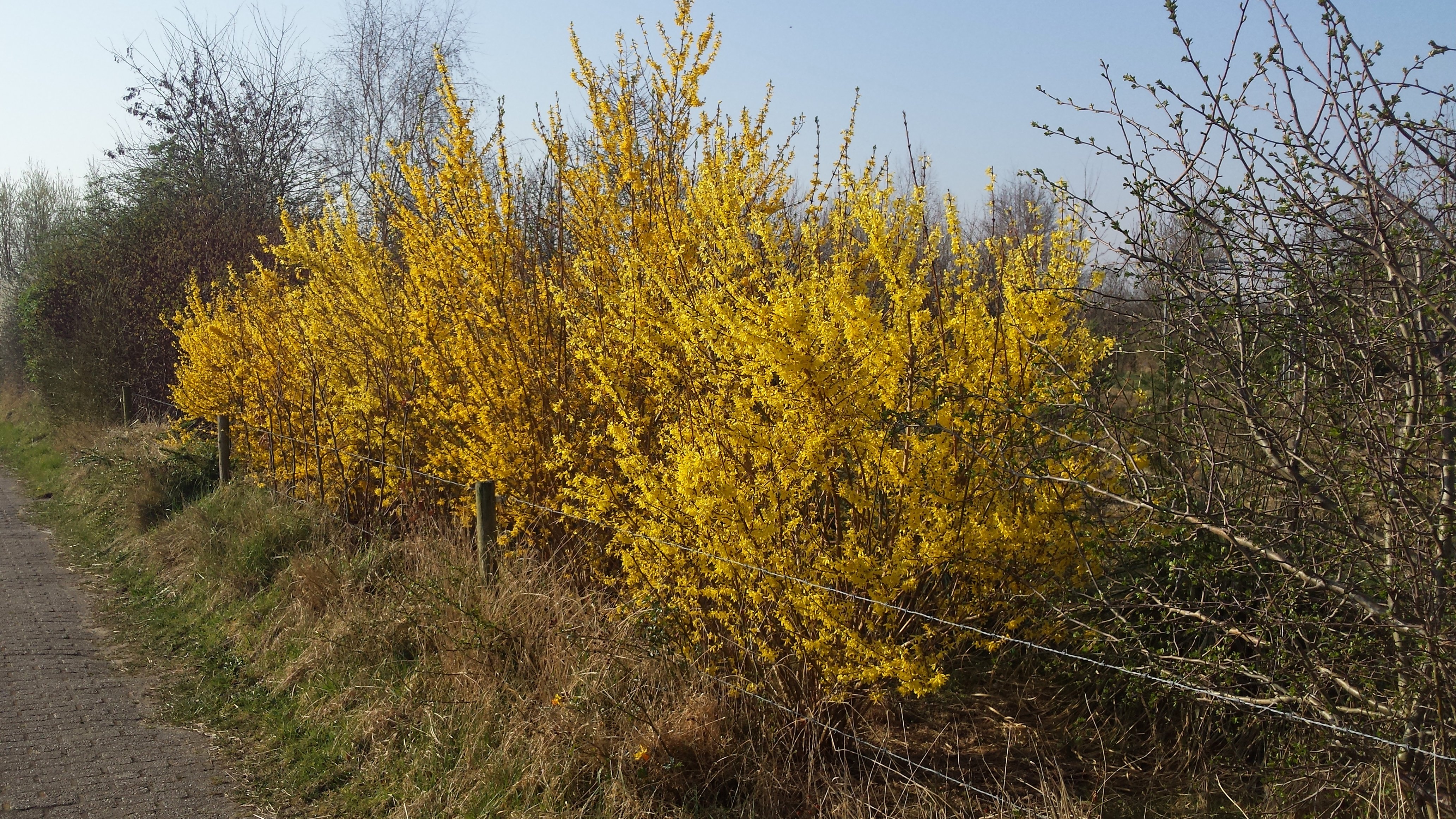 11-Feb February Garden Shrubs Section Image