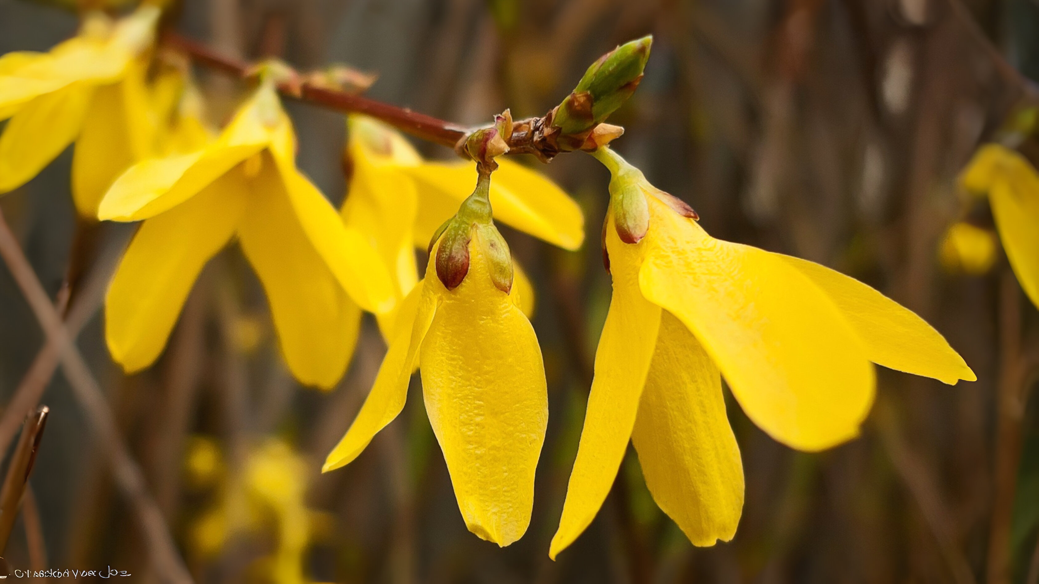 11-Feb February Garden Shrubs Section Image