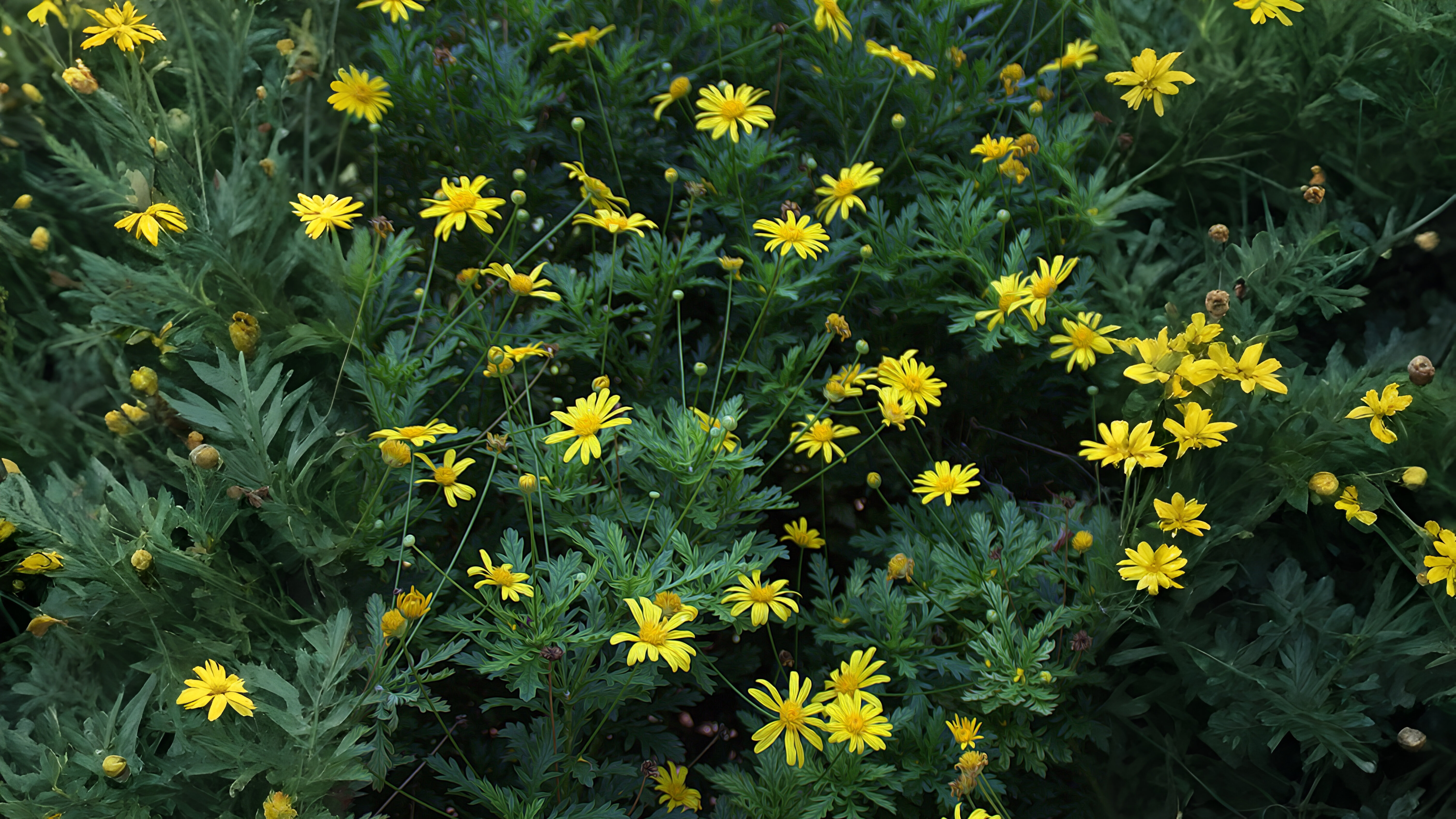 11-Feb February Garden Shrubs Section Image