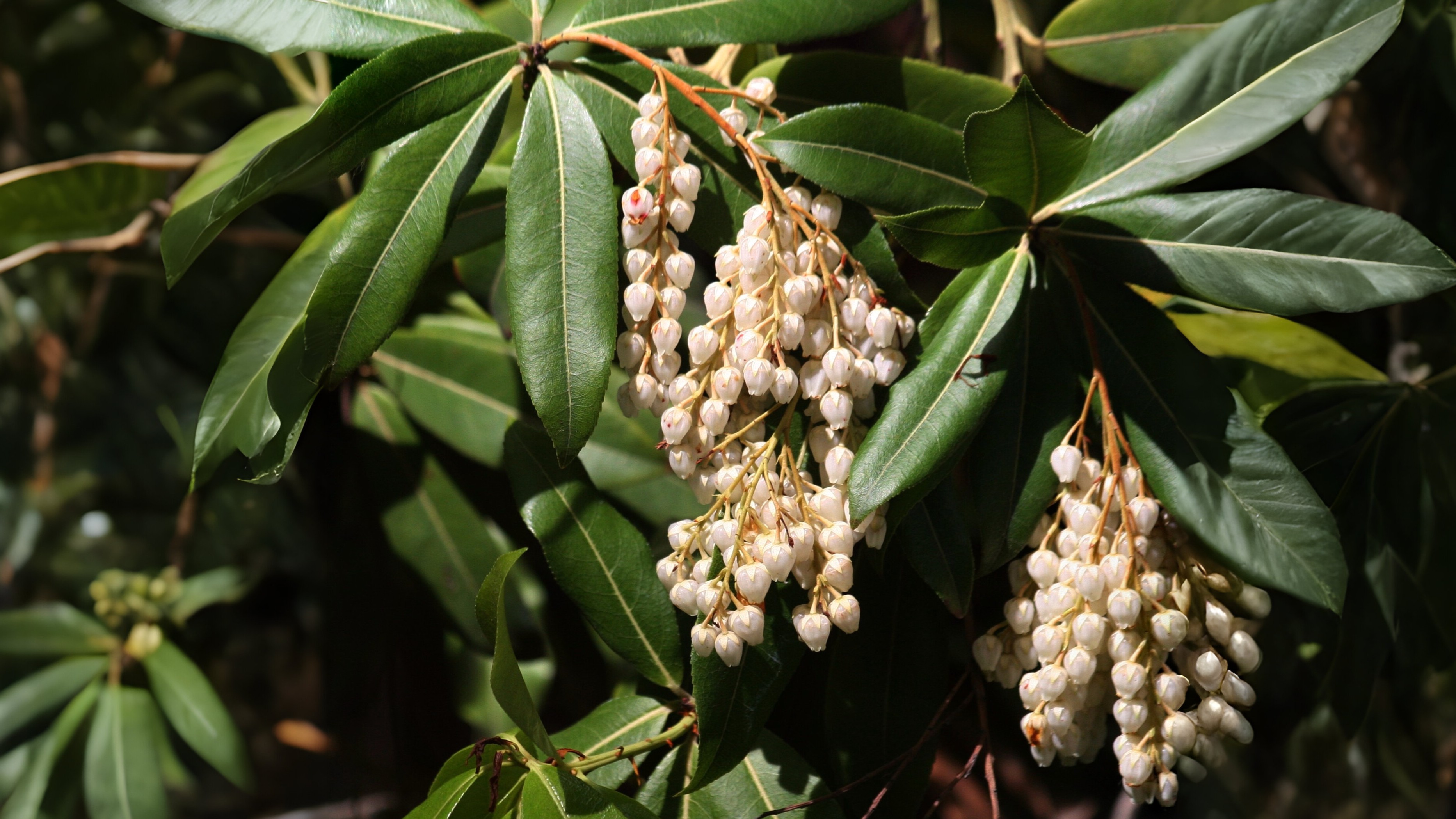 11-Feb February Garden Shrubs Section Image