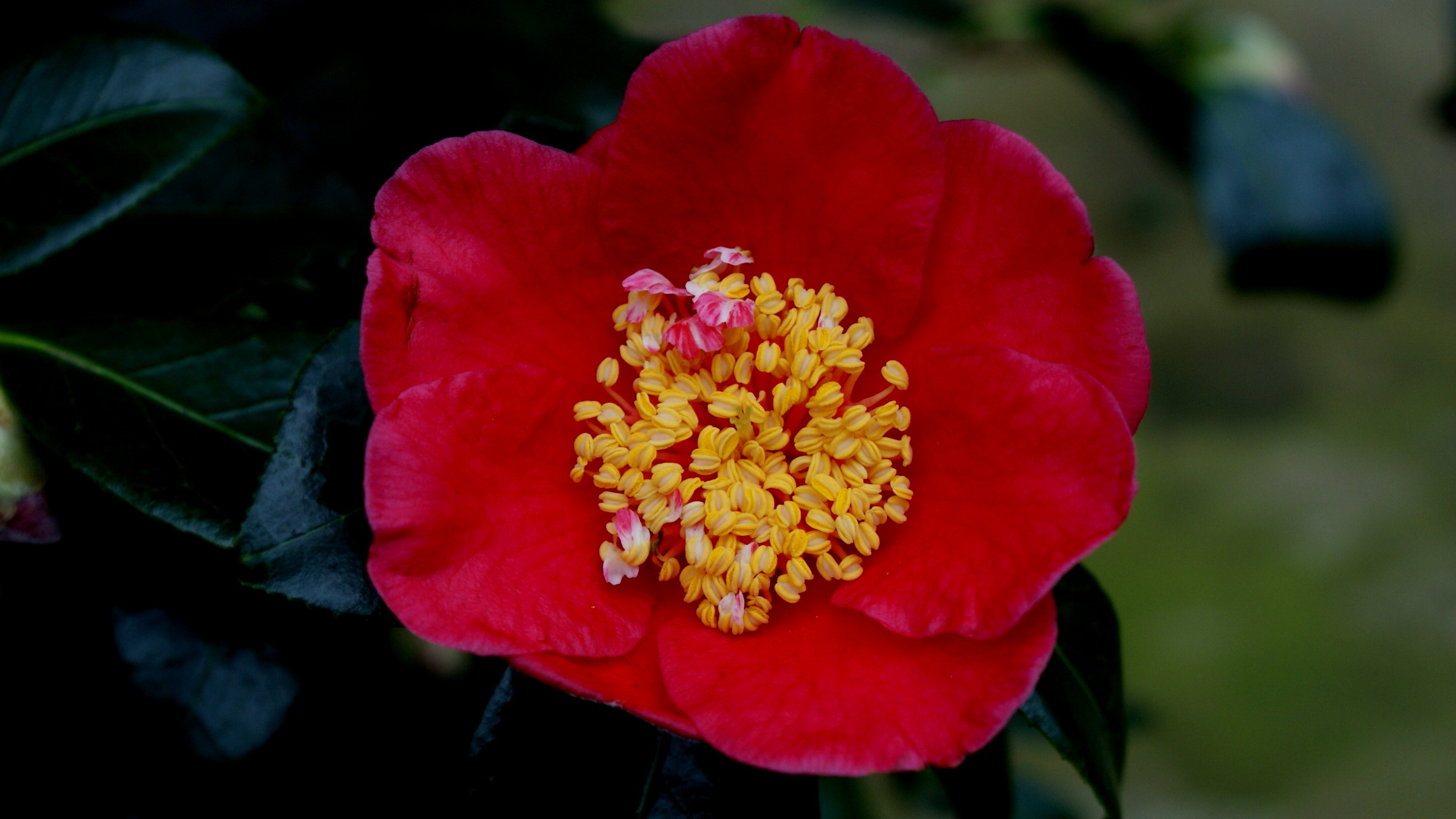 11-Feb February Garden Shrubs Section Image