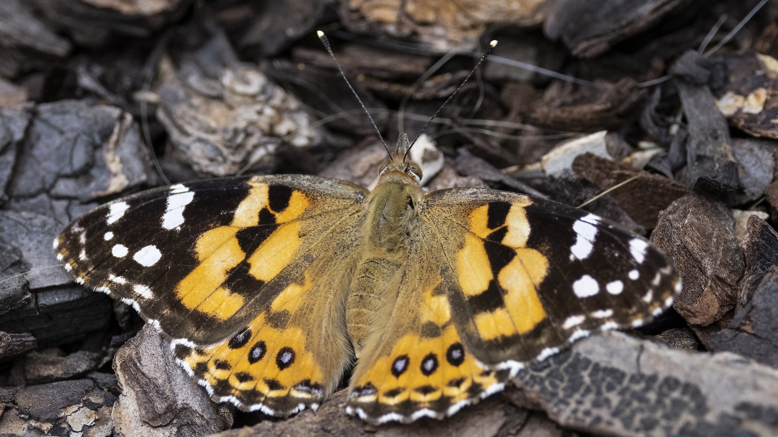 12-Apr London’s Butterfly Ballet Section Image