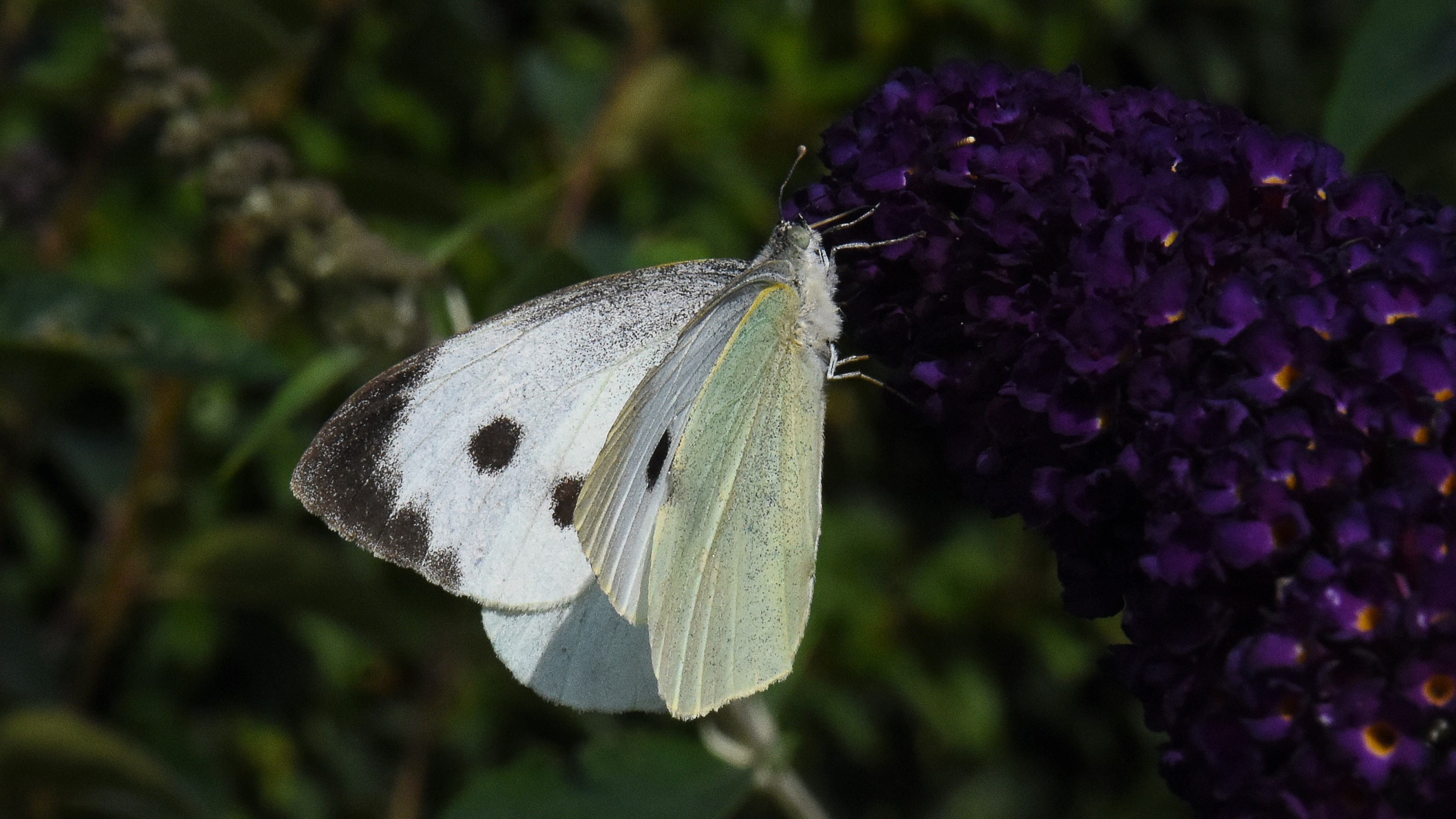 12-Apr London’s Butterfly Ballet Section Image