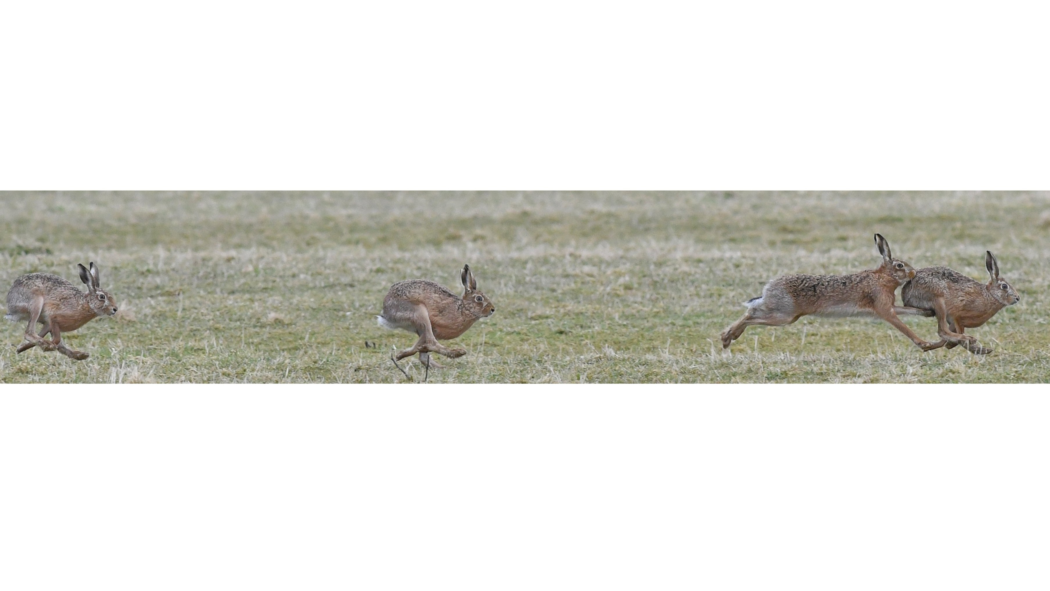 12-Mar March Madness Hares & Rabbits Section Image